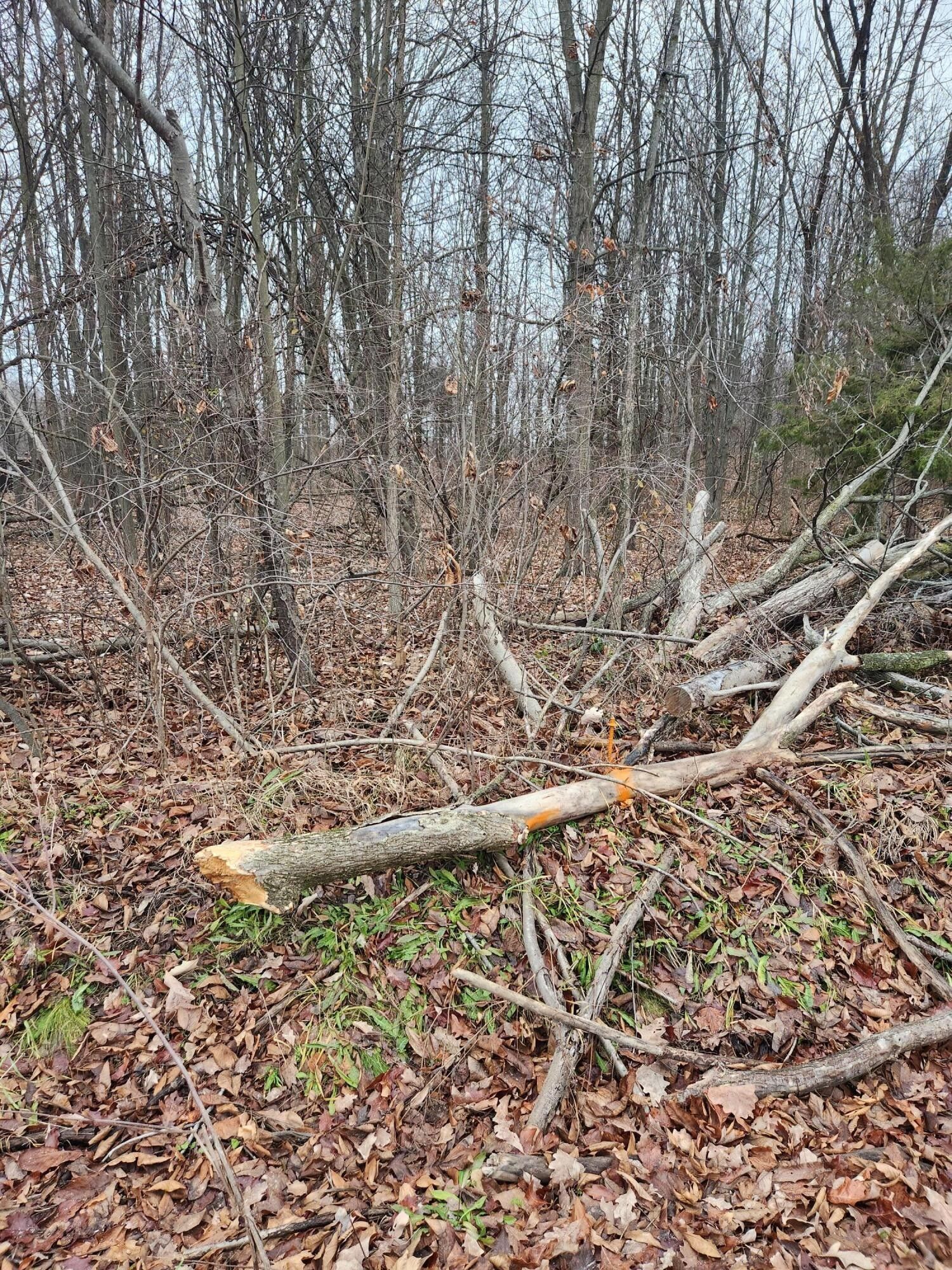 Hastings, Barry County, MI Undeveloped Land for sale Property ID