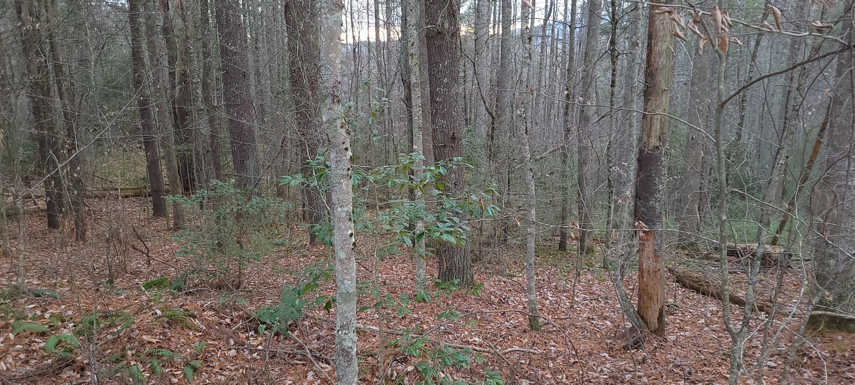 Mountain City, Johnson County, TN Undeveloped Land, Homesites for sale