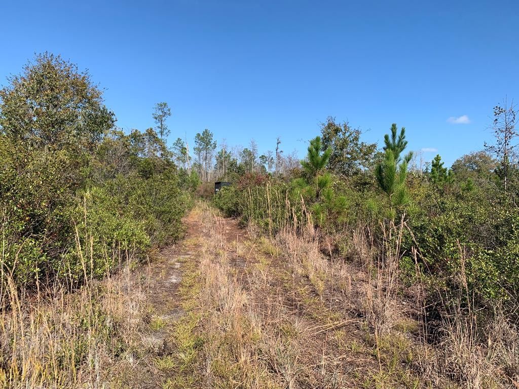 Waycross, Ware County, GA Undeveloped Land for sale Property ID