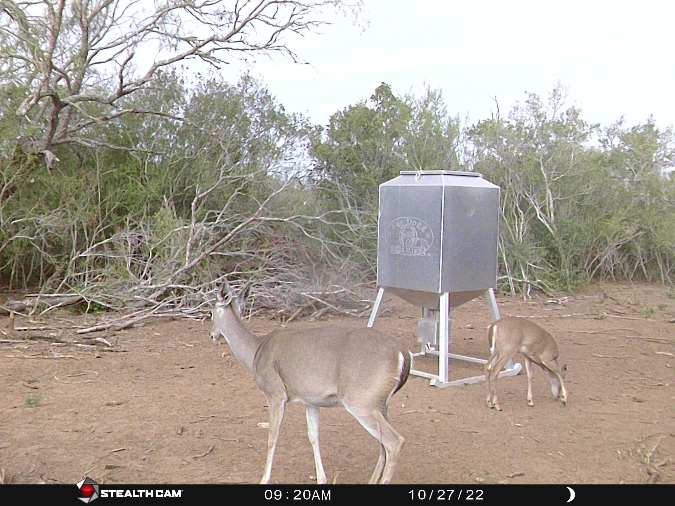 Premont, Jim Wells County, TX Farms and Ranches, Recreational Property