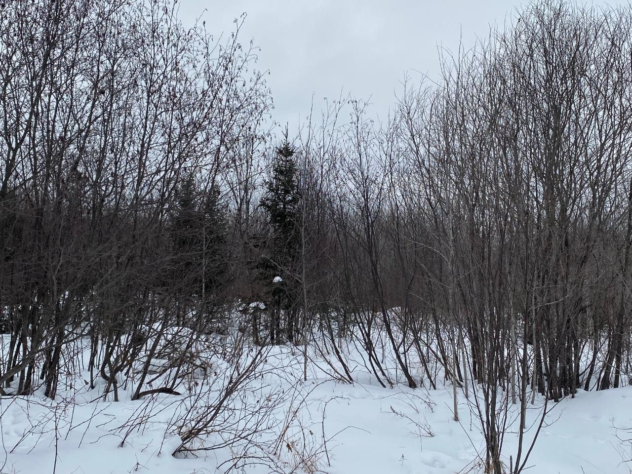 Butternut, Ashland County, WI Undeveloped Land for sale Property ID