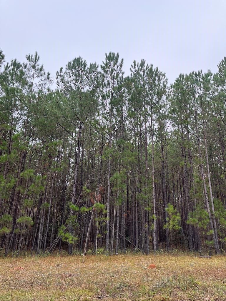 Sylvester, Worth County, GA Undeveloped Land for sale Property ID