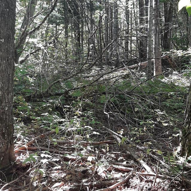 Linneus, Aroostook County, ME Undeveloped Land for sale Property ID