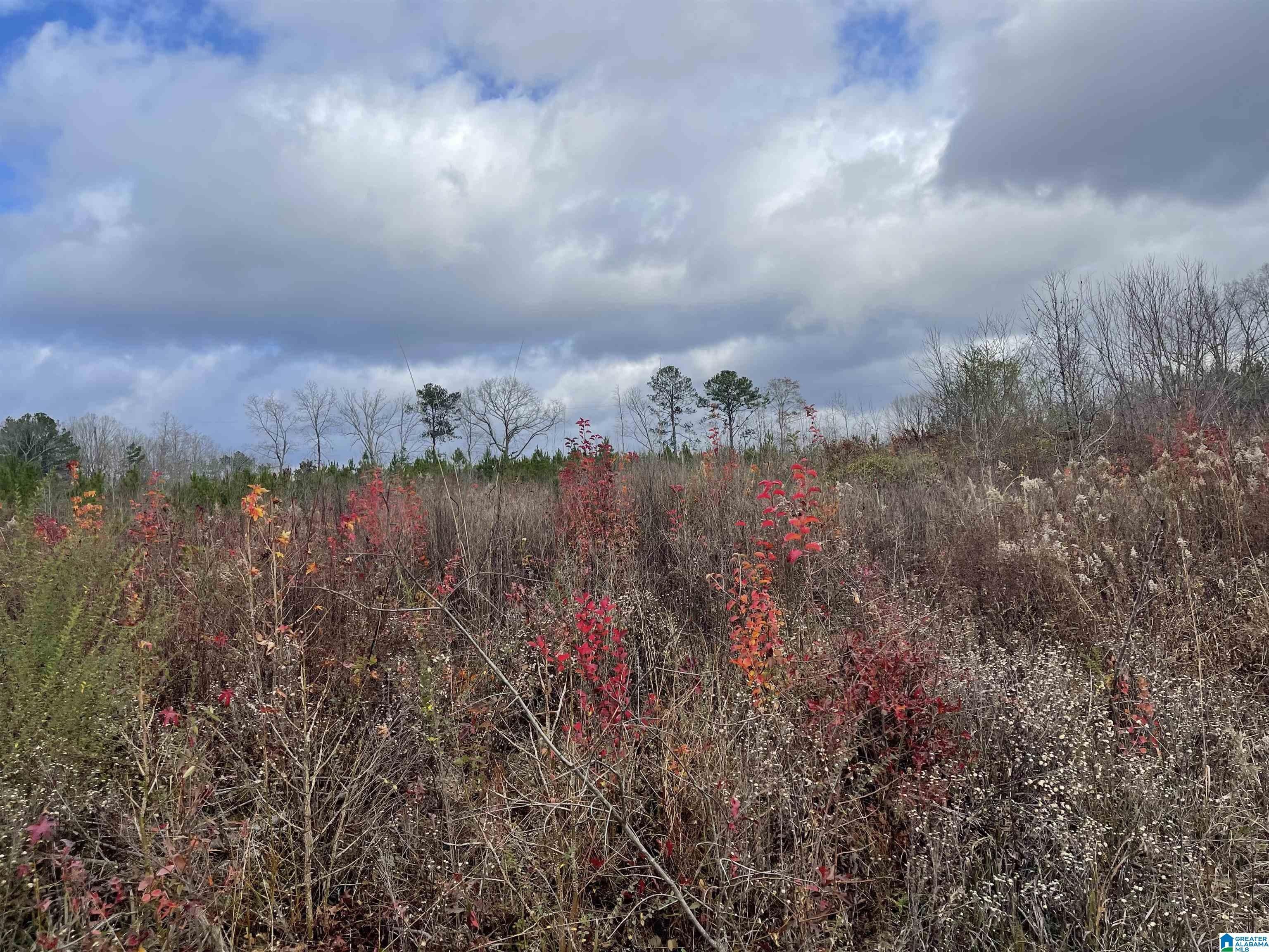 Delta, Cleburne County, AL Undeveloped Land for sale Property ID