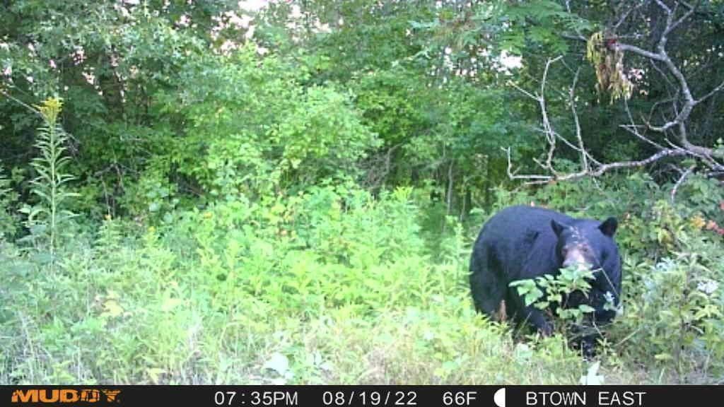 Boyceville, Dunn County, WI Farms and Ranches, Lakefront Property