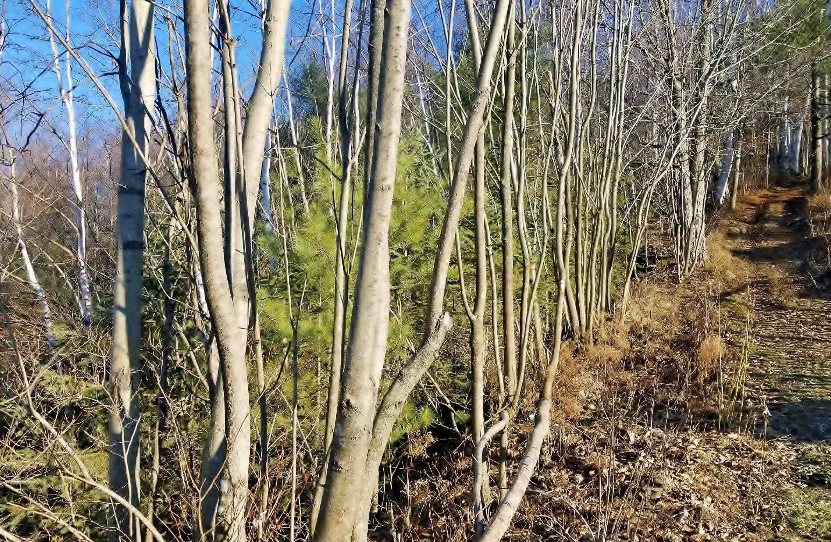 Berlin, Coos County, NH Undeveloped Land for sale Property ID