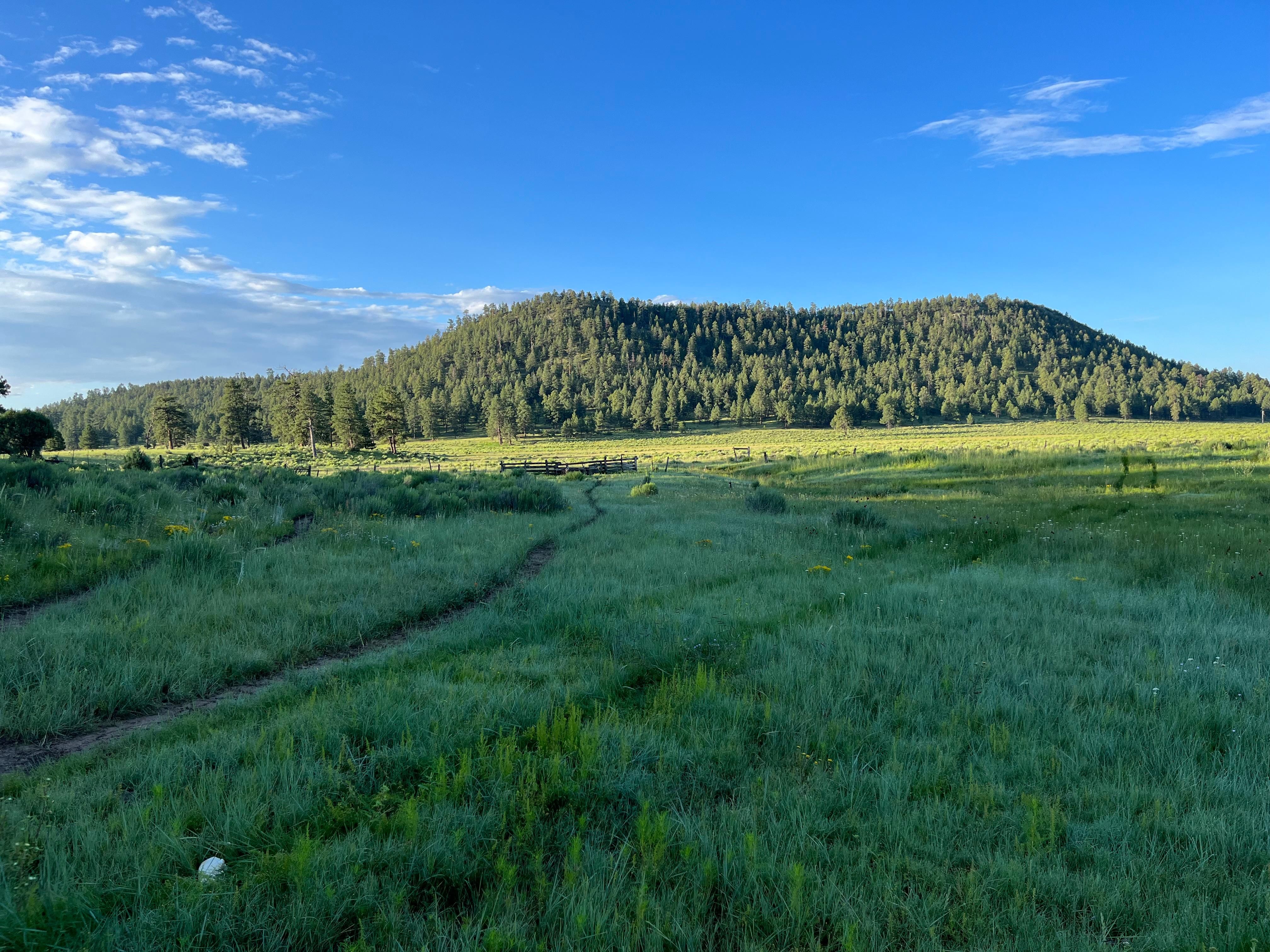 Apache Creek, Catron County, NM Hunting Property for sale Property ID