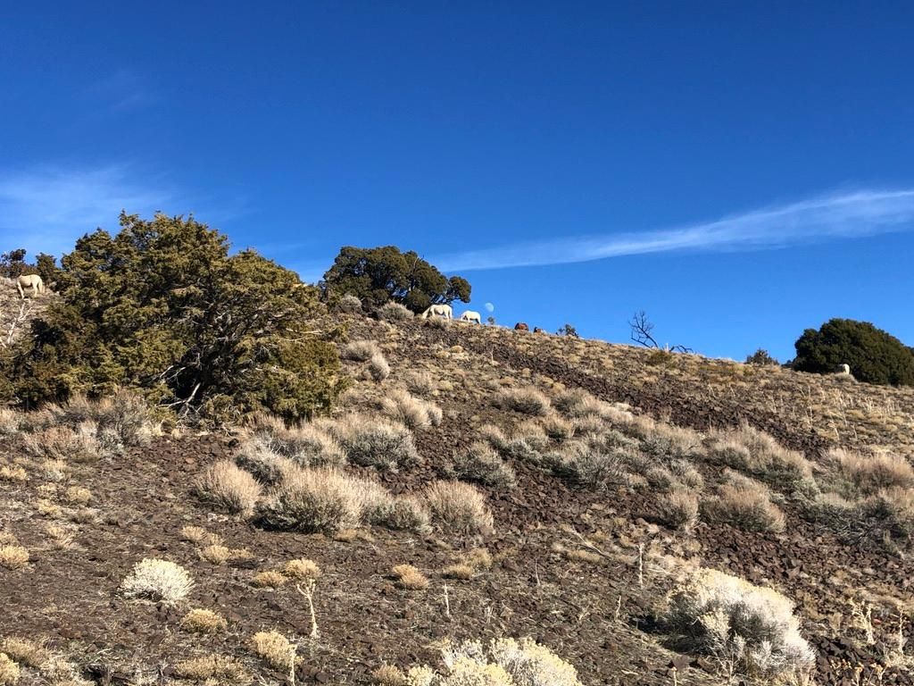 Reno, Washoe County, NV Recreational Property, Hunting Property for