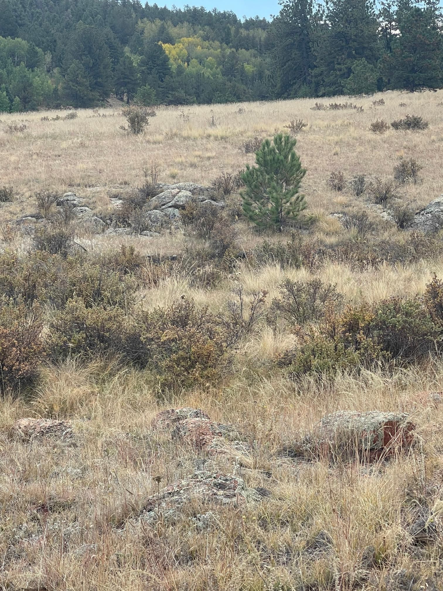 Florissant, Teller County, CO Recreational Property, Undeveloped Land, Homesites for sale