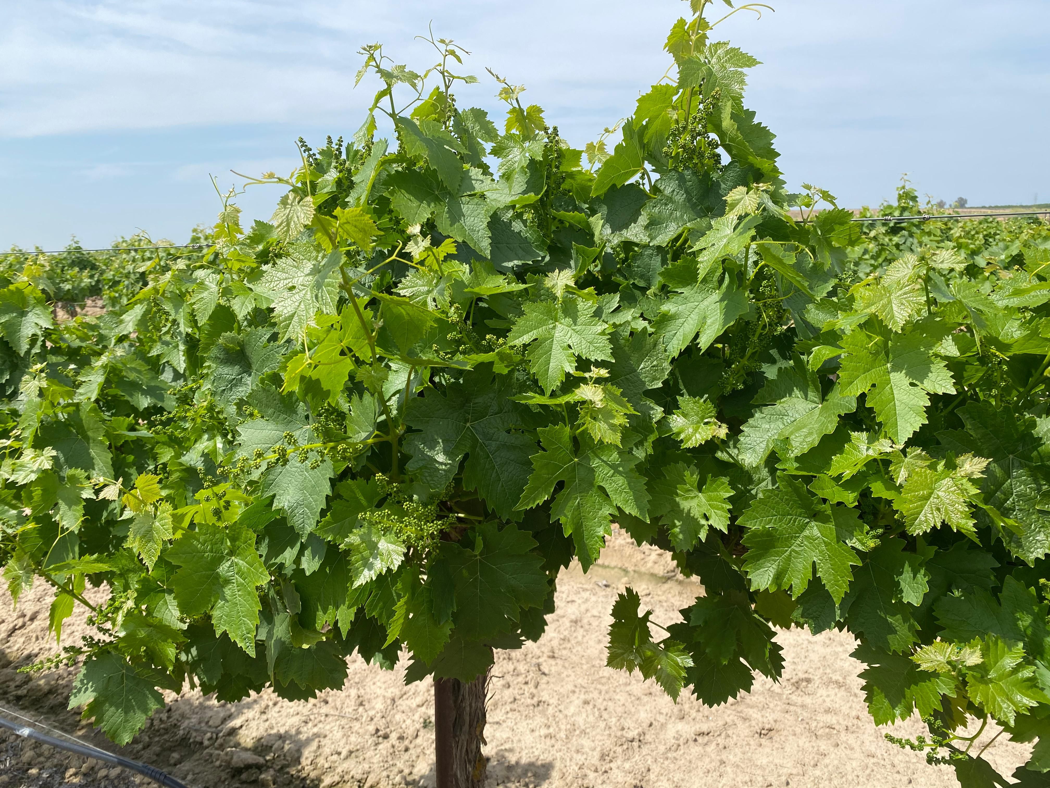 Madera, Madera County, CA Farms and Ranches, Commercial Property for