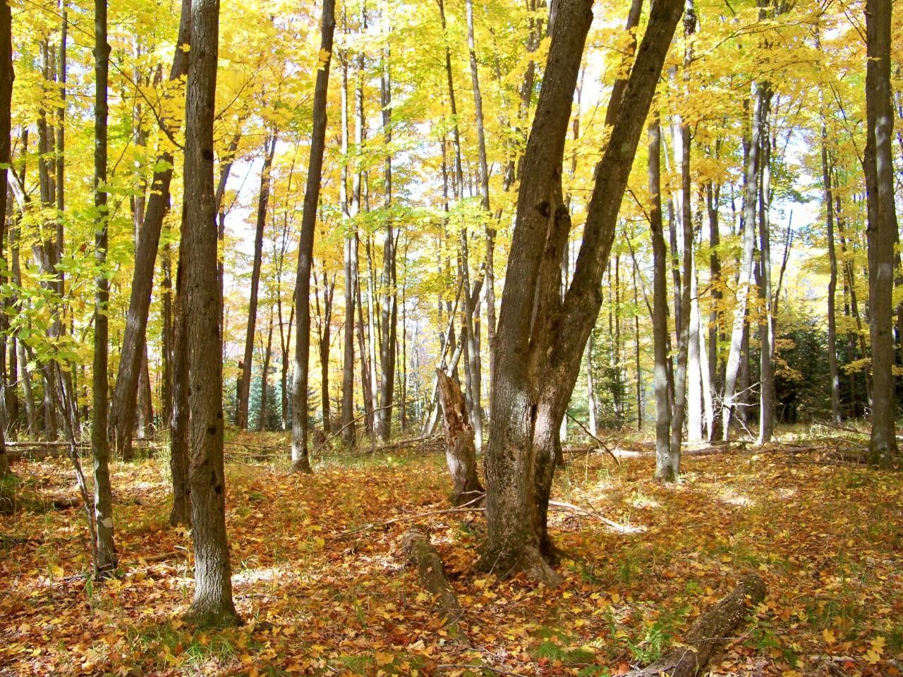 Presque Isle, Vilas County, WI Undeveloped Land for sale Property ID