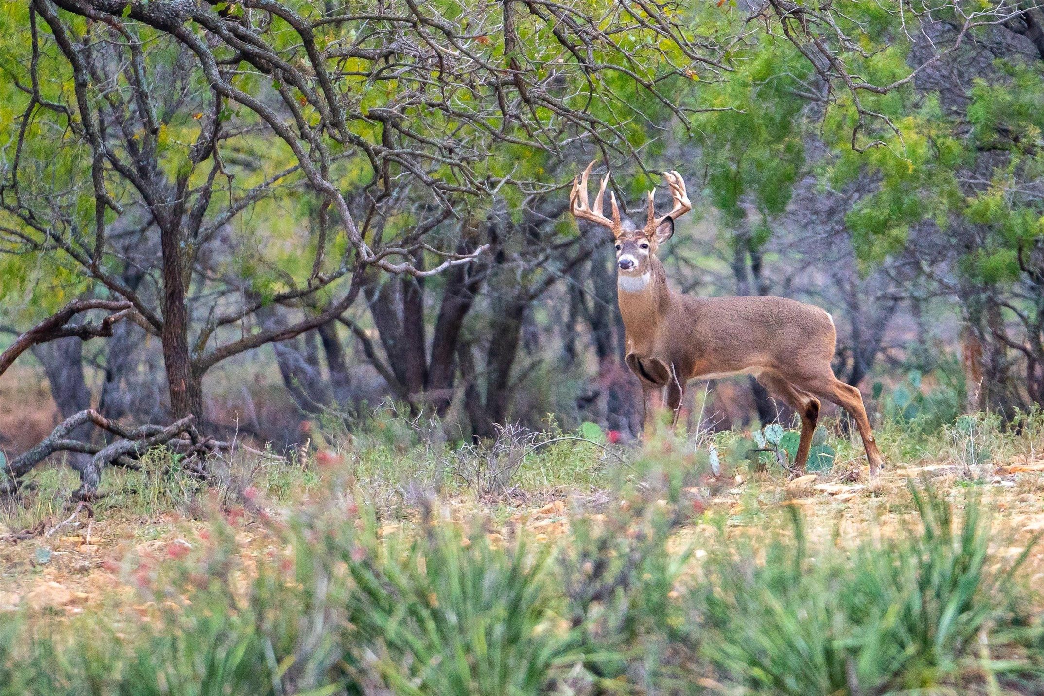 Rochelle, San Saba County, TX Farms and Ranches for sale Property ID 415484039 LandWatch