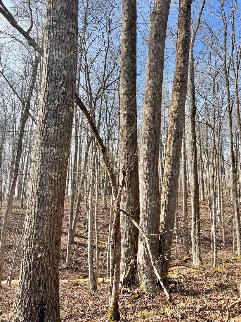 Elizabeth, Wirt County, WV Undeveloped Land for sale Property ID