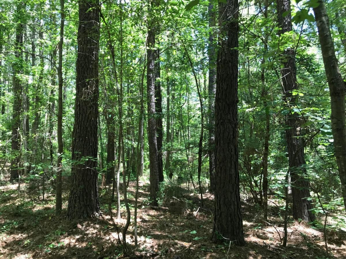 Jackson, Simpson County, MS Farms and Ranches, Homesites for sale