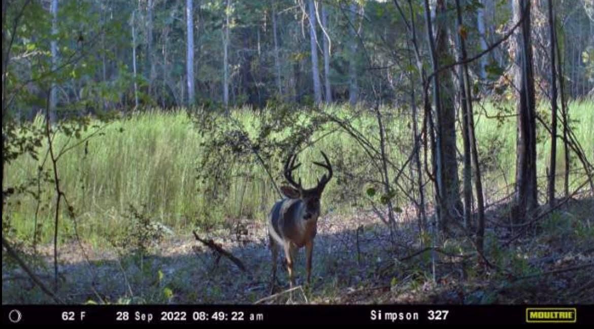 Magee, Simpson County, MS Recreational Property, Timberland Property