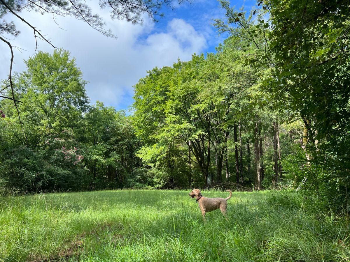 Winona, Carroll County, MS Recreational Property, Timberland Property