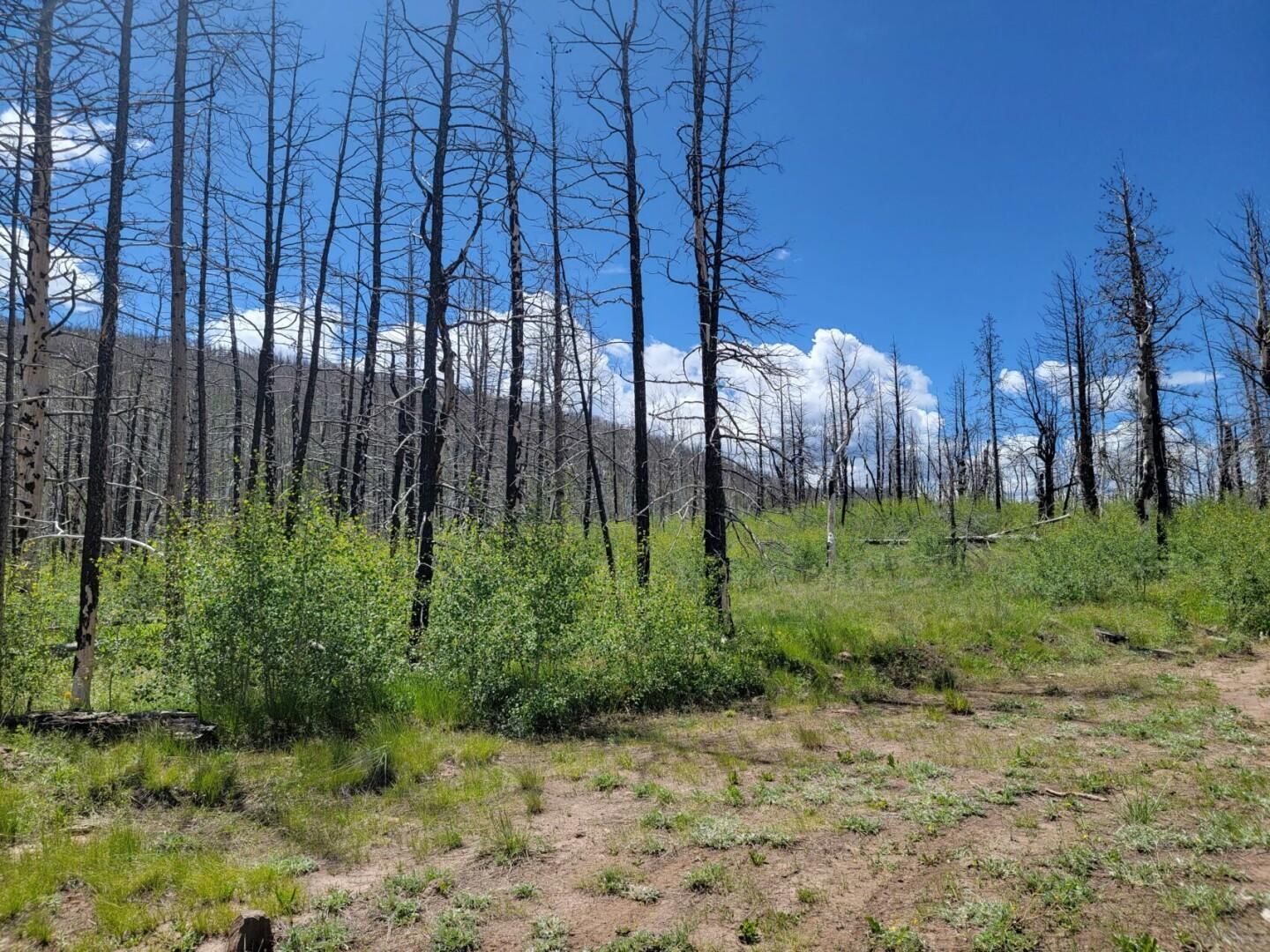 Fort Garland, Costilla County, CO Recreational Property, Hunting