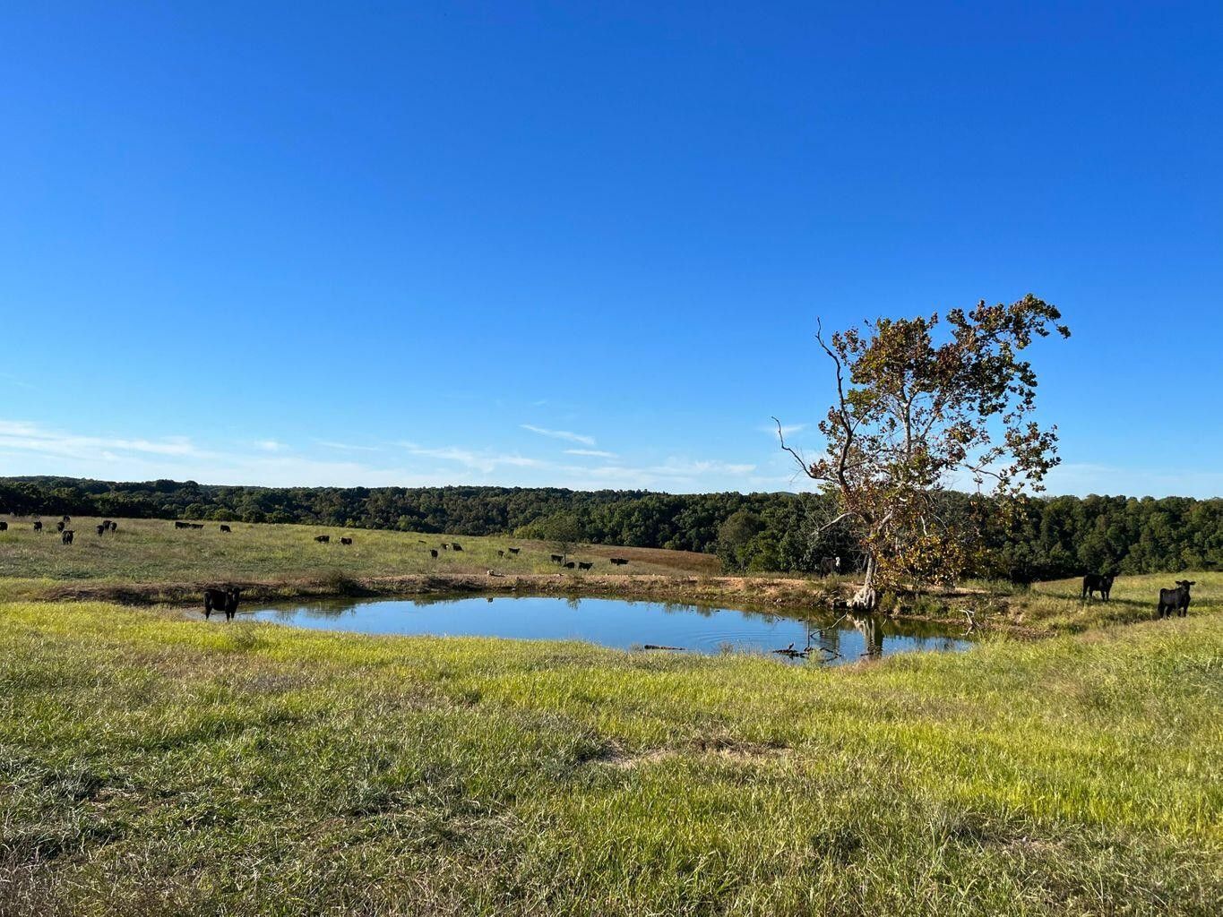 Dora, Ozark County, MO Farms and Ranches for sale Property ID