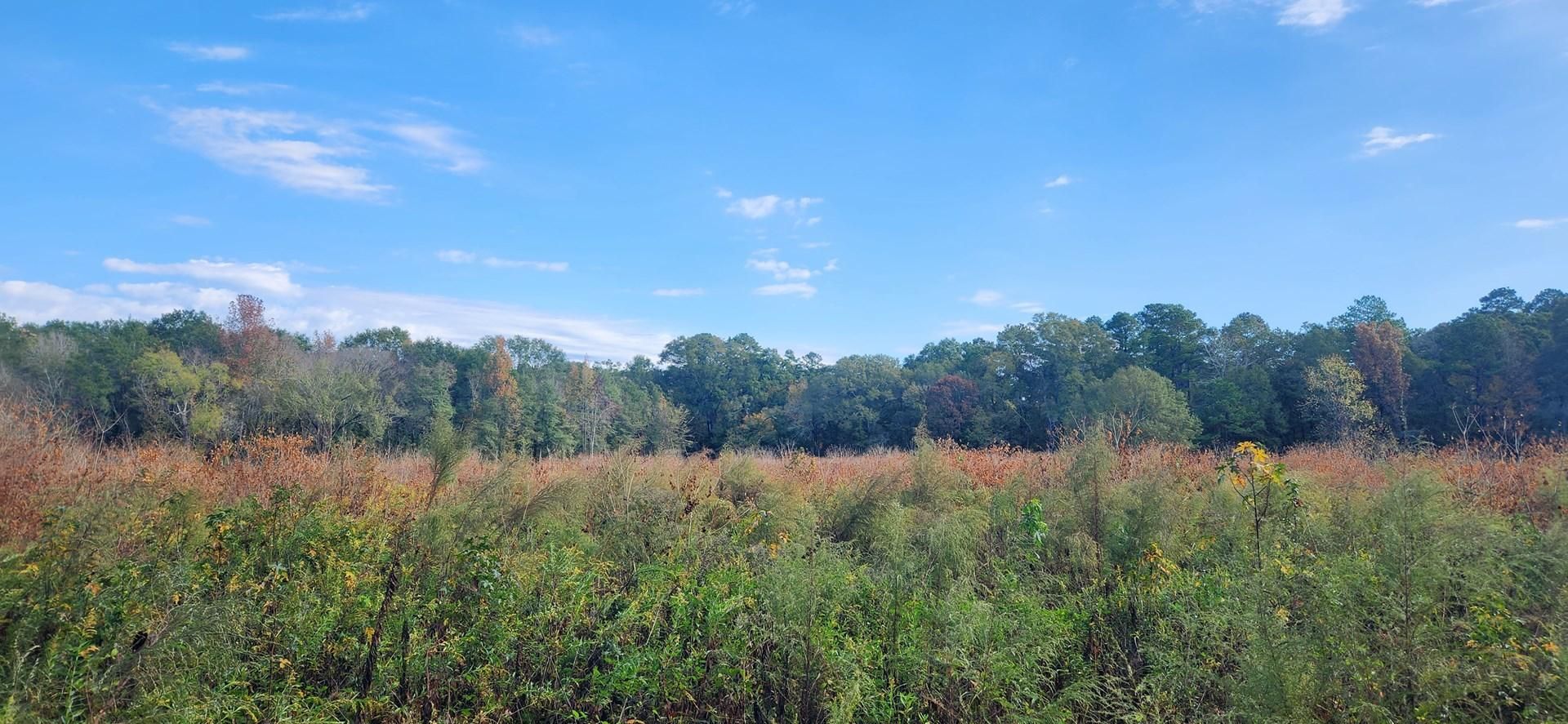 Tenaha, Shelby County, TX Recreational Property, Timberland Property