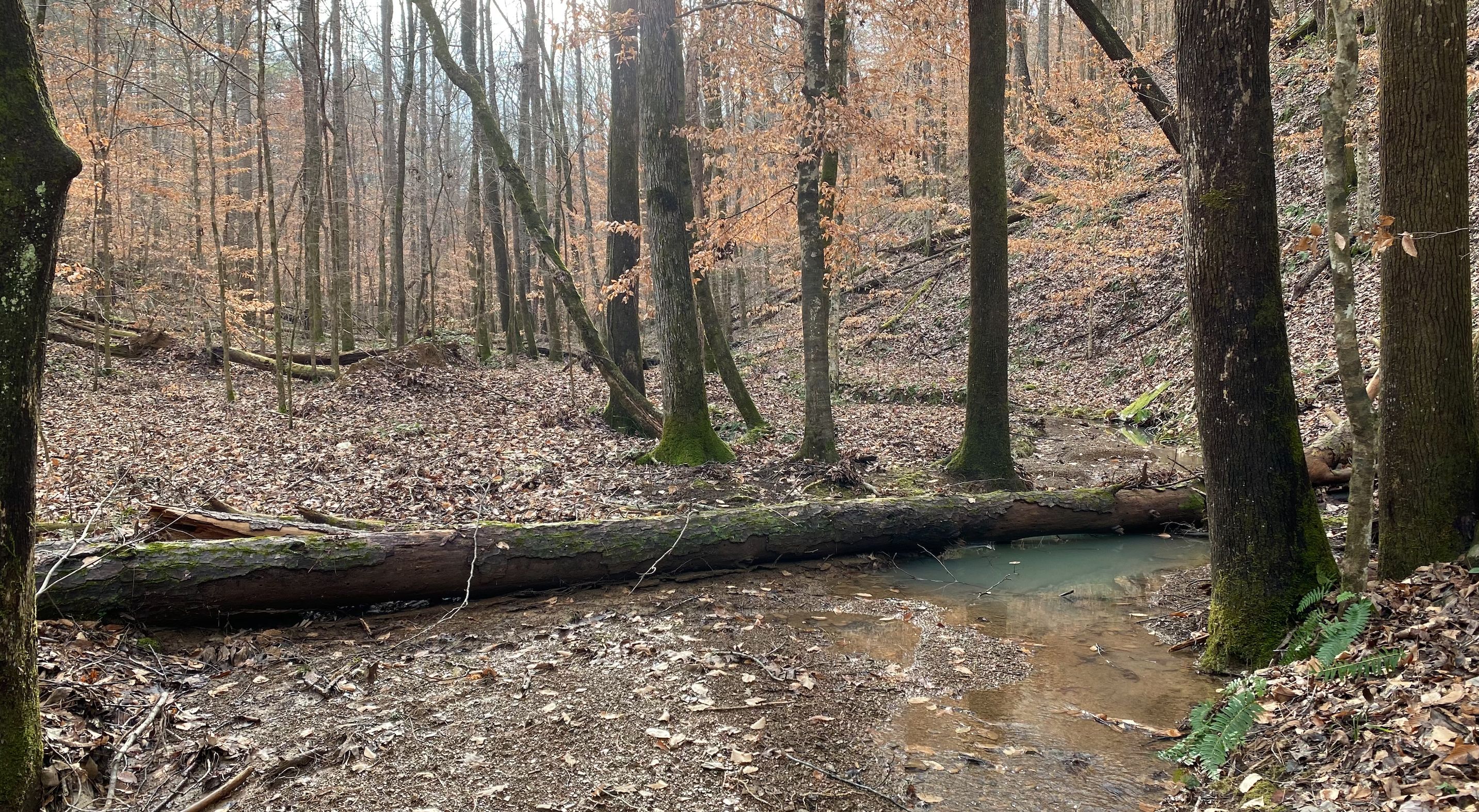 Howard, Fayette County, AL Recreational Property, Timberland Property, Hunting Property for sale