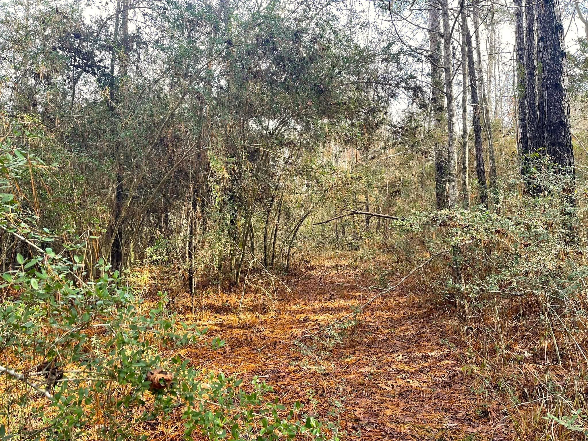 Burkeville, Newton County, TX Undeveloped Land for sale Property ID