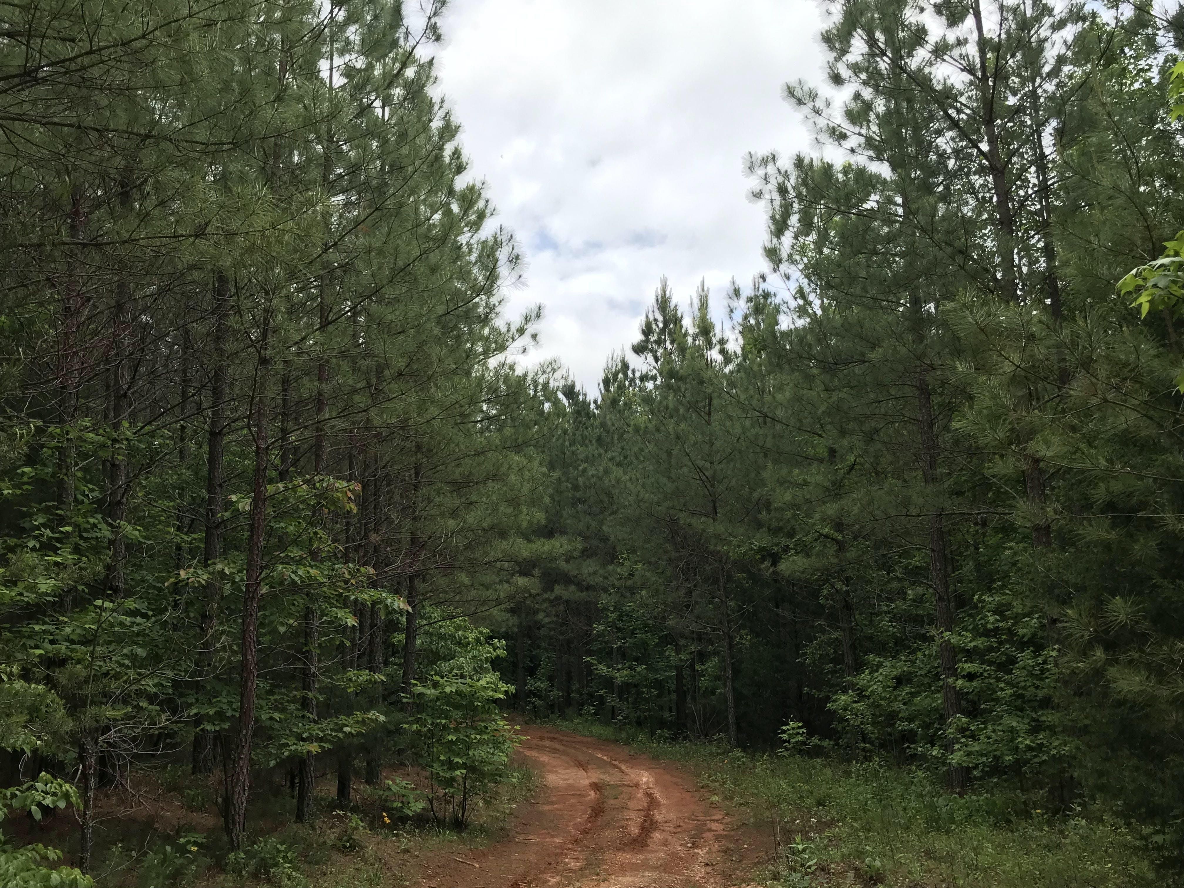 Dillwyn, Buckingham County, VA Recreational Property, Timberland
