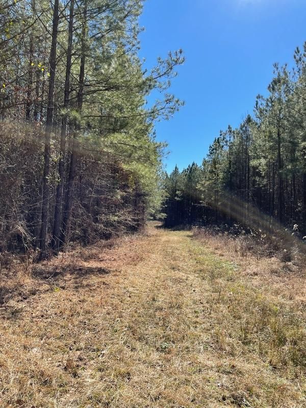 Pickens, Madison County, MS Recreational Property, Timberland Property, Hunting Property for