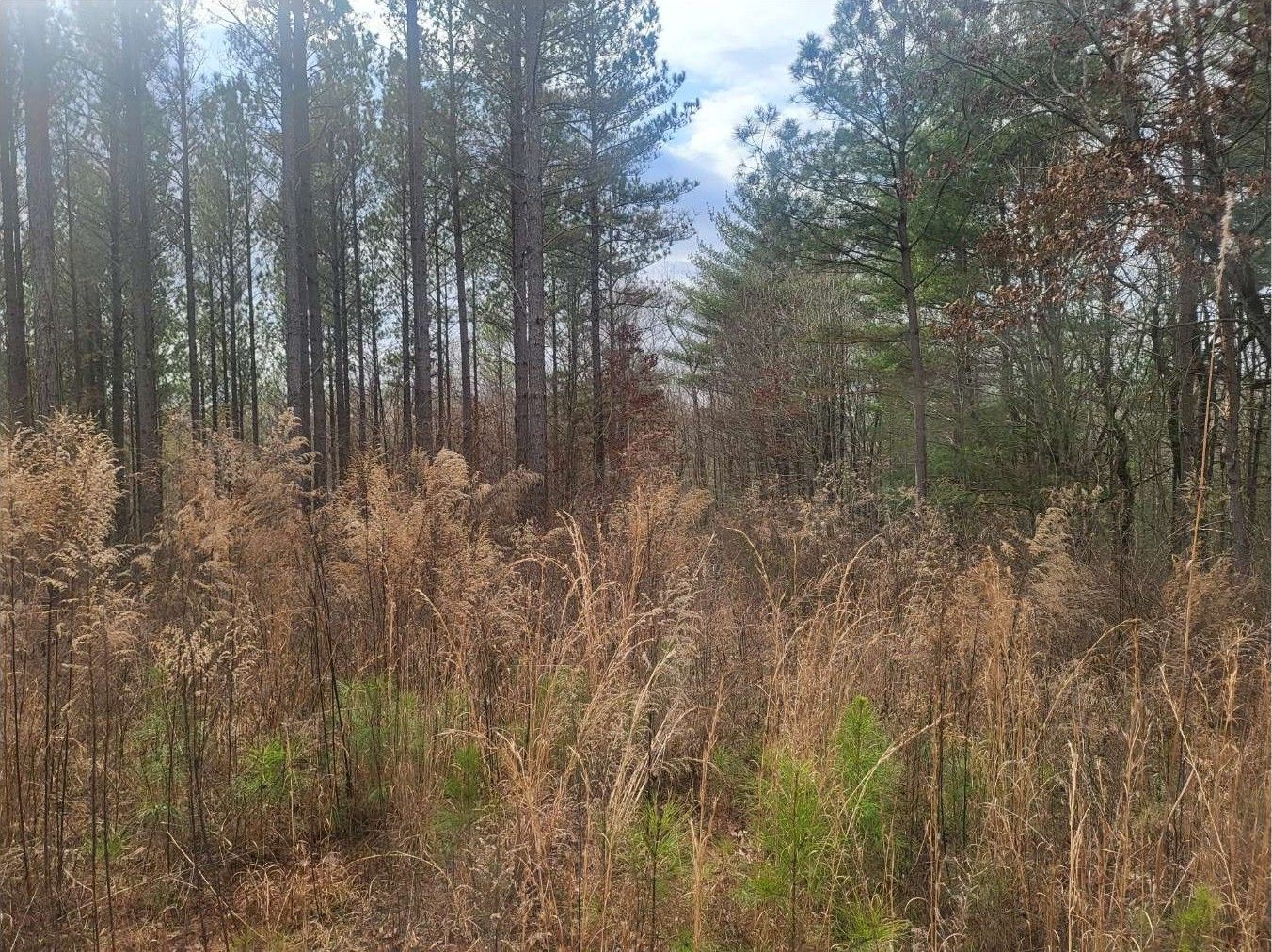 Ellijay, Gilmer County, GA Undeveloped Land, Homesites for sale