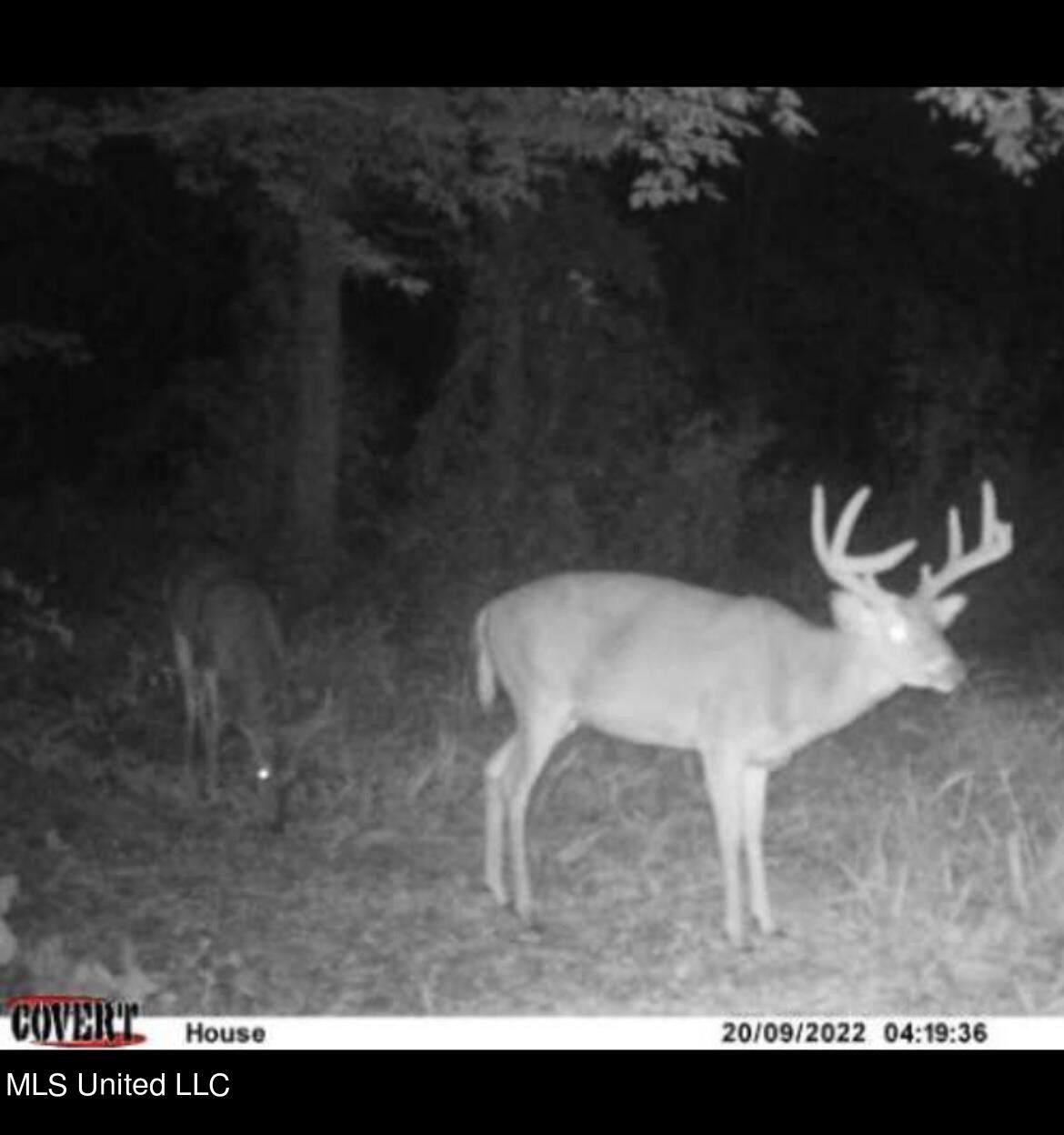 Camden, Madison County, MS Undeveloped Land, Lakefront Property