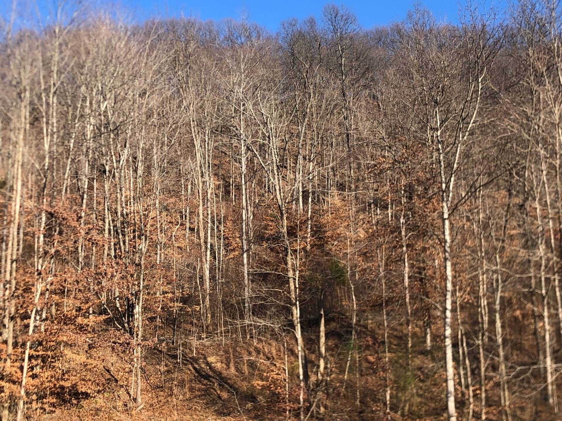 Campbellsville, Taylor County, KY Undeveloped Land for sale Property ID