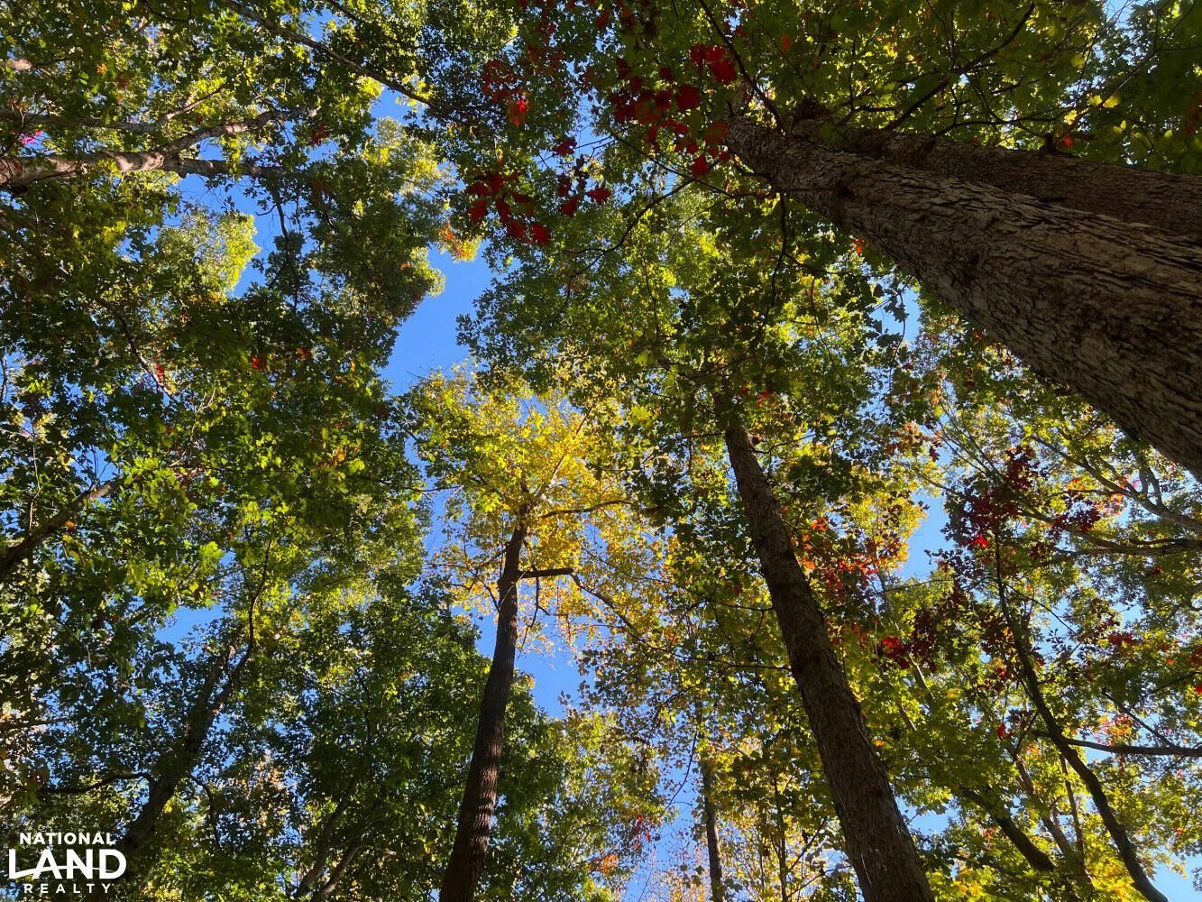 pelzer-anderson-county-sc-recreational-property-undeveloped-land-for