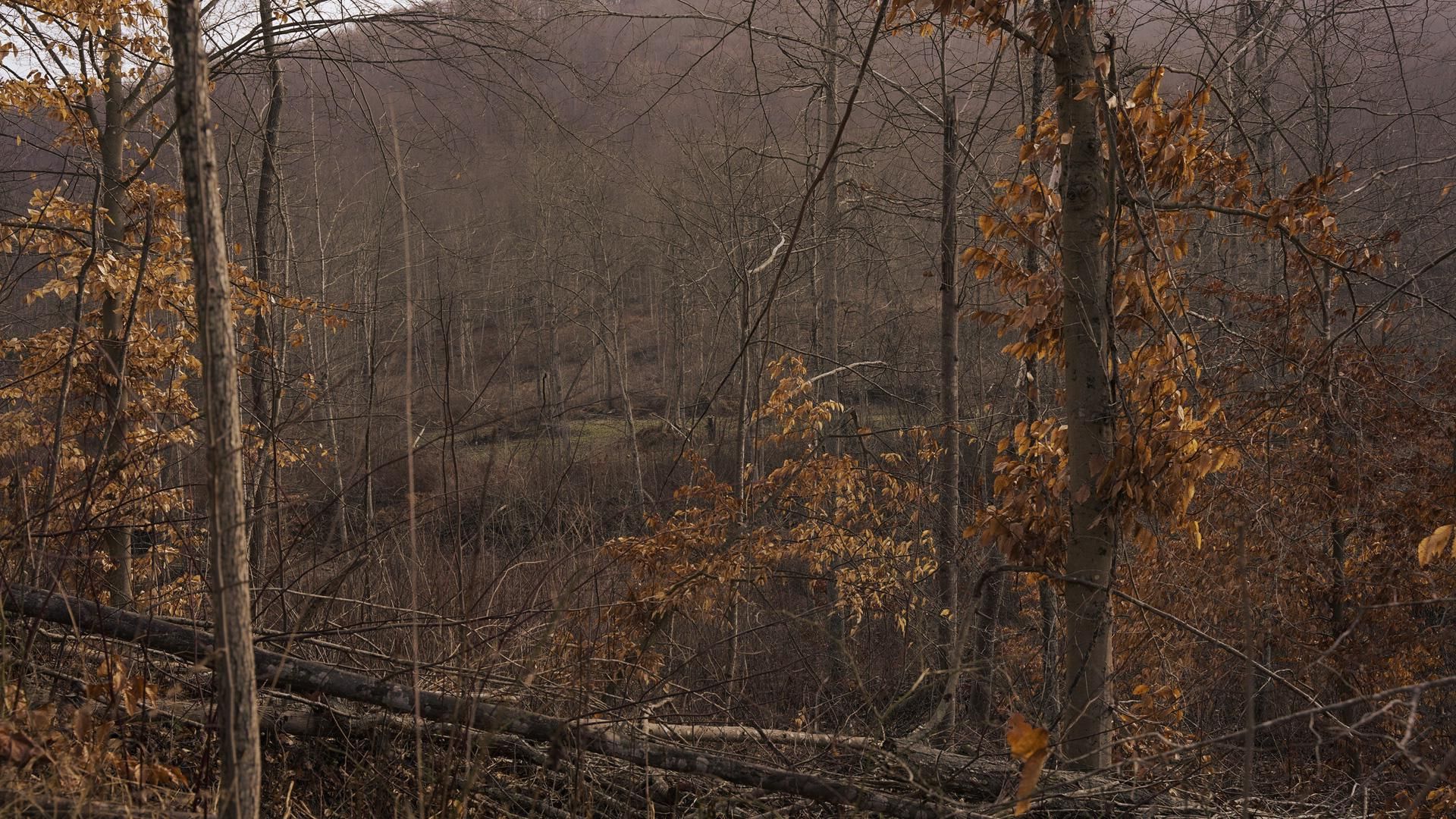 Spicy Run Road, Latham, OH 45660 MLS Pike County Ohio Land for Sale