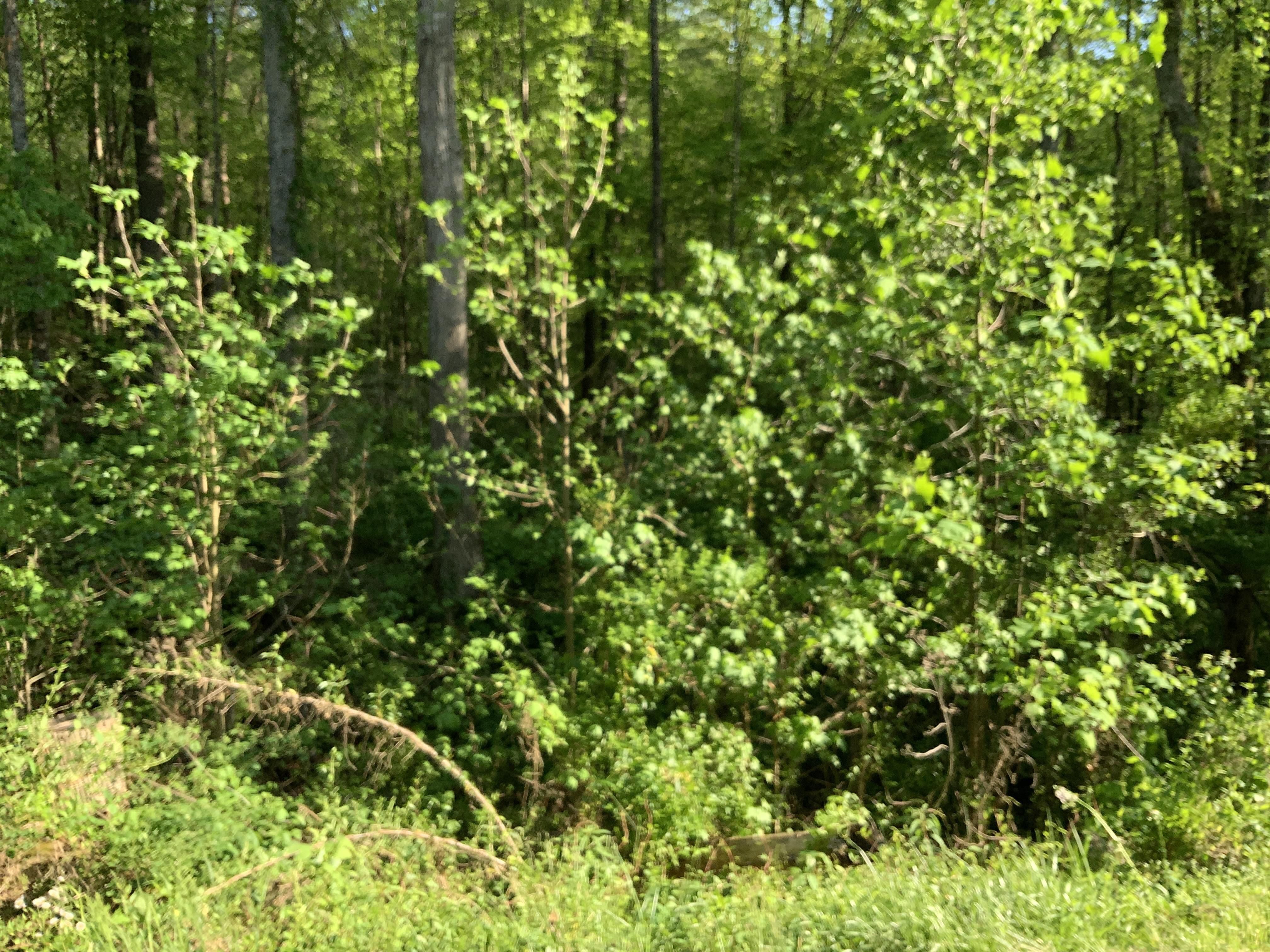 Casar, Cleveland County, NC Recreational Property for sale Property ID