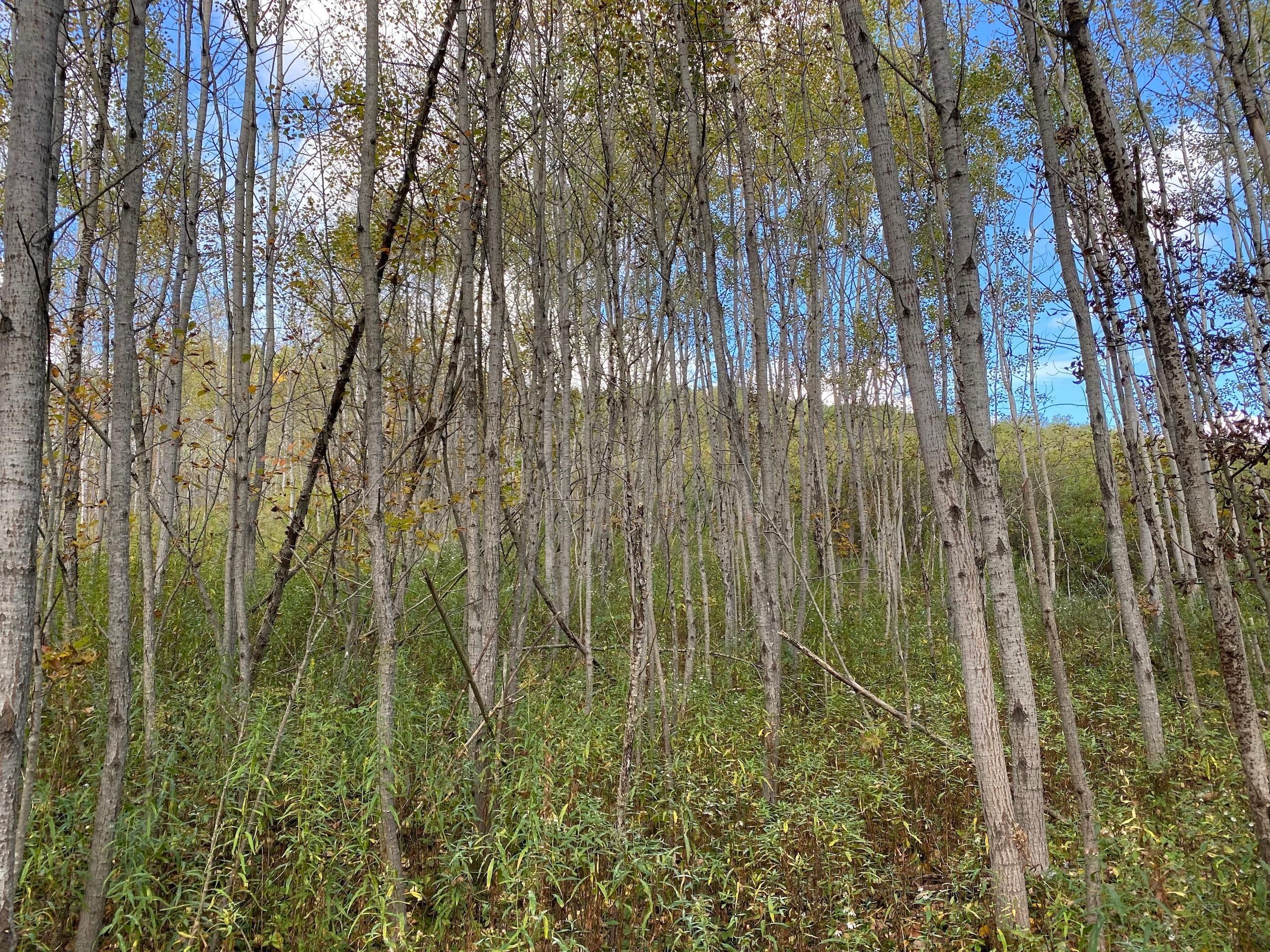 Ridgway, Elk County, PA Recreational Property, Timberland Property