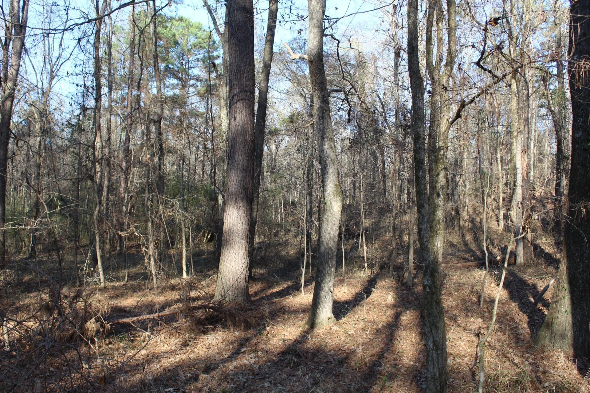 Raymond, Hinds County, MS Recreational Property, Timberland Property