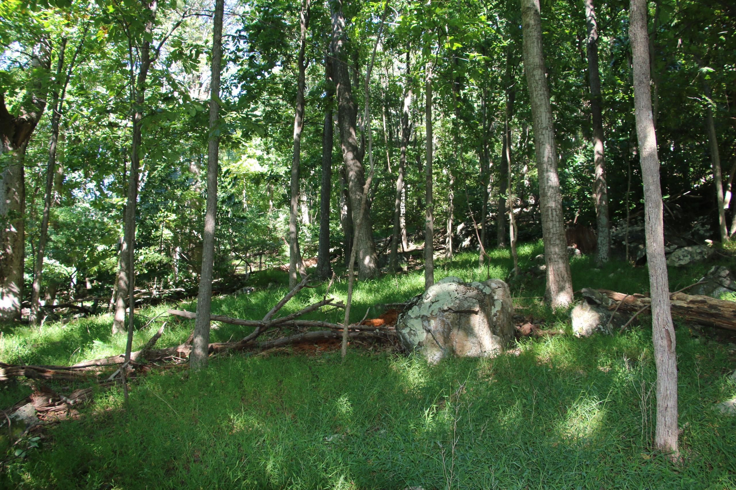 Front Royal, Warren County, VA Recreational Property, Timberland