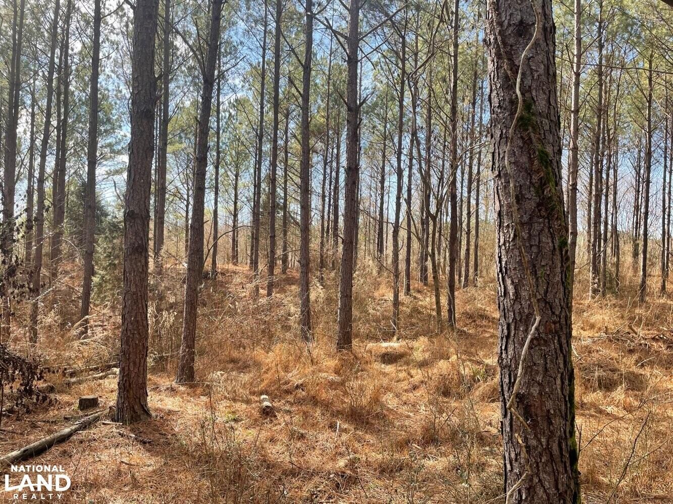 Nauvoo, Walker County, AL Recreational Property, Timberland Property, Hunting Property for sale