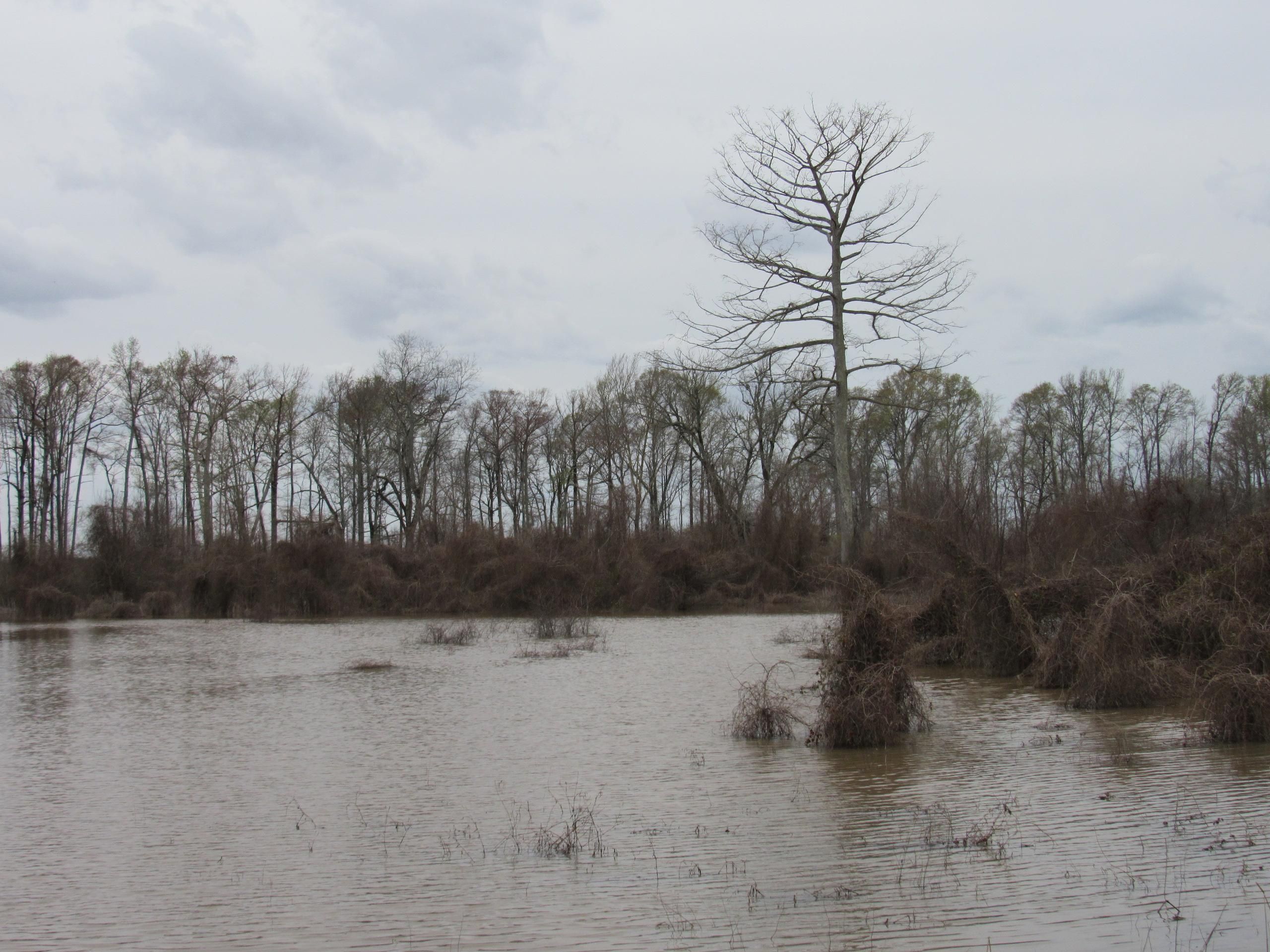 Hwy 82, Lot WP001, Montrose, AR 71658 LandWatch