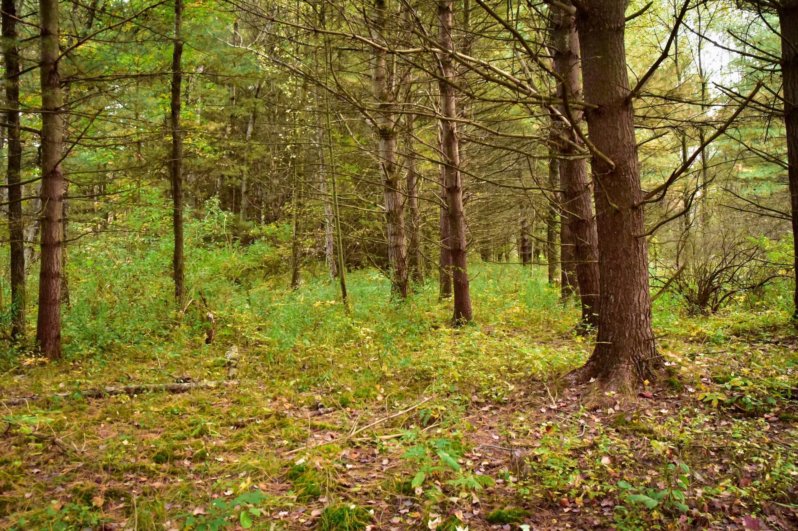 Dryden, Tompkins County, NY Recreational Property, Timberland Property