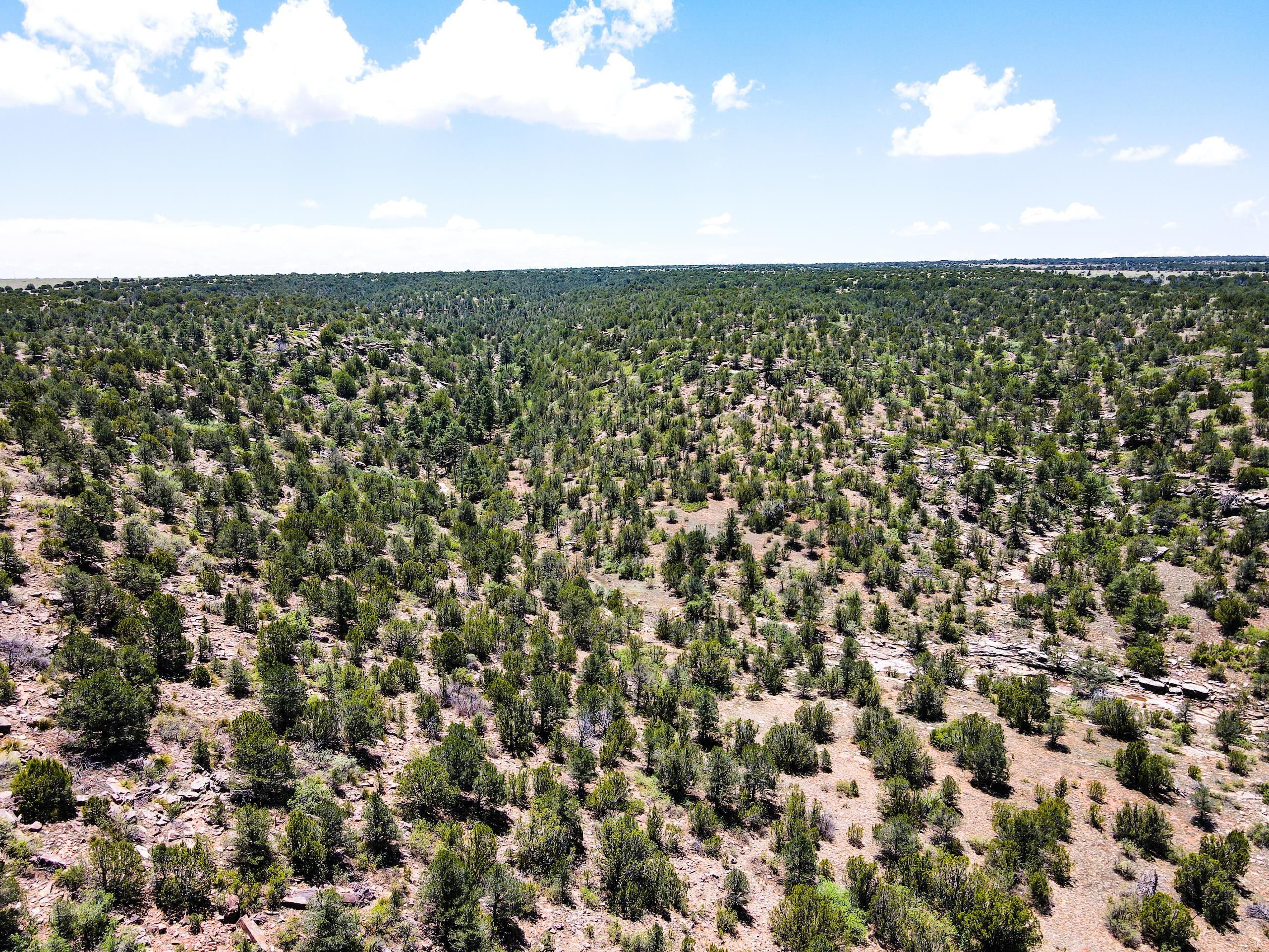 Roy, Harding County, NM Farms and Ranches, Hunting Property for sale