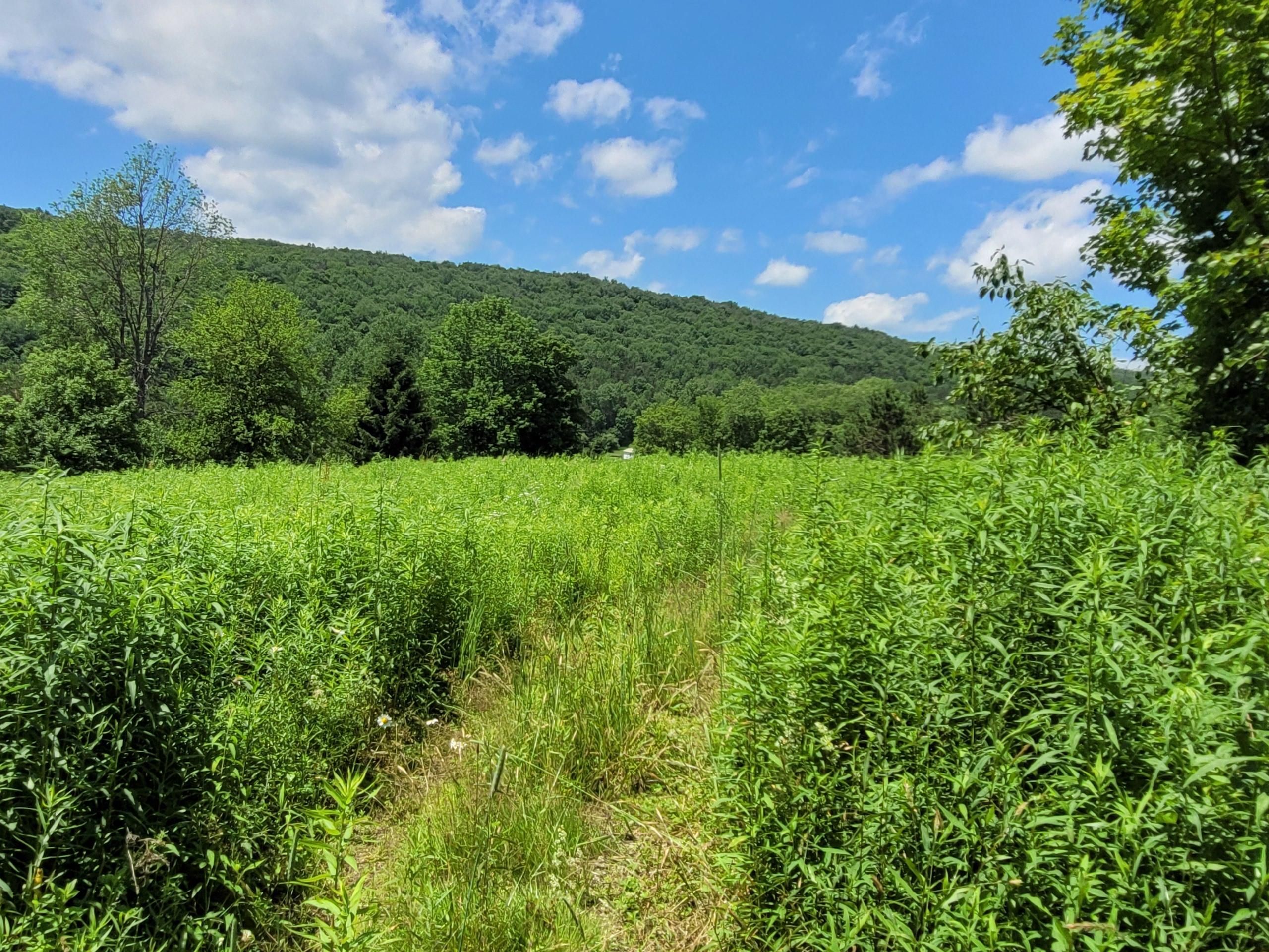 Deruyter, Madison County, NY Recreational Property, Timberland Property