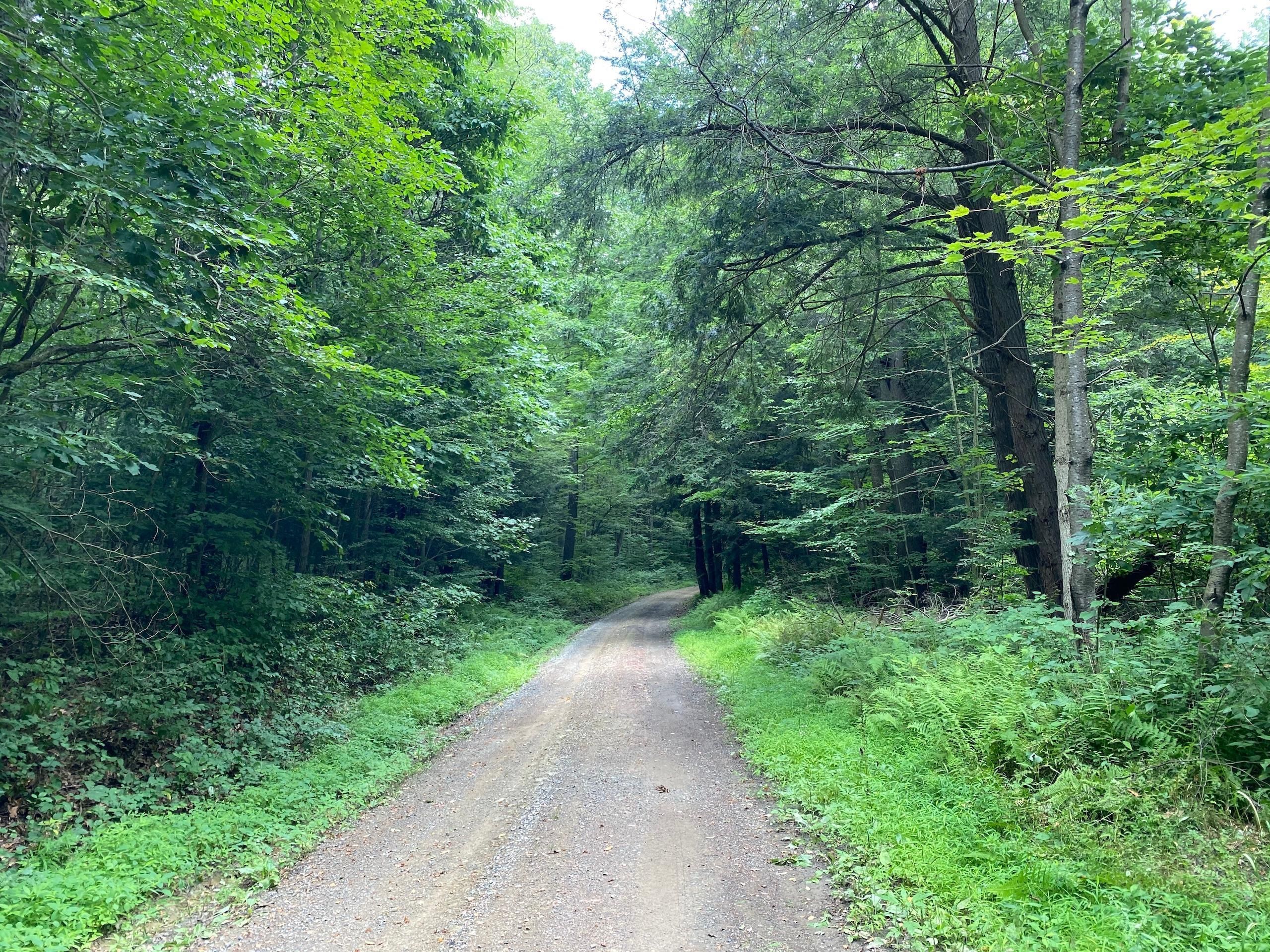 Reynoldsville, Jefferson County, PA Recreational Property, Timberland