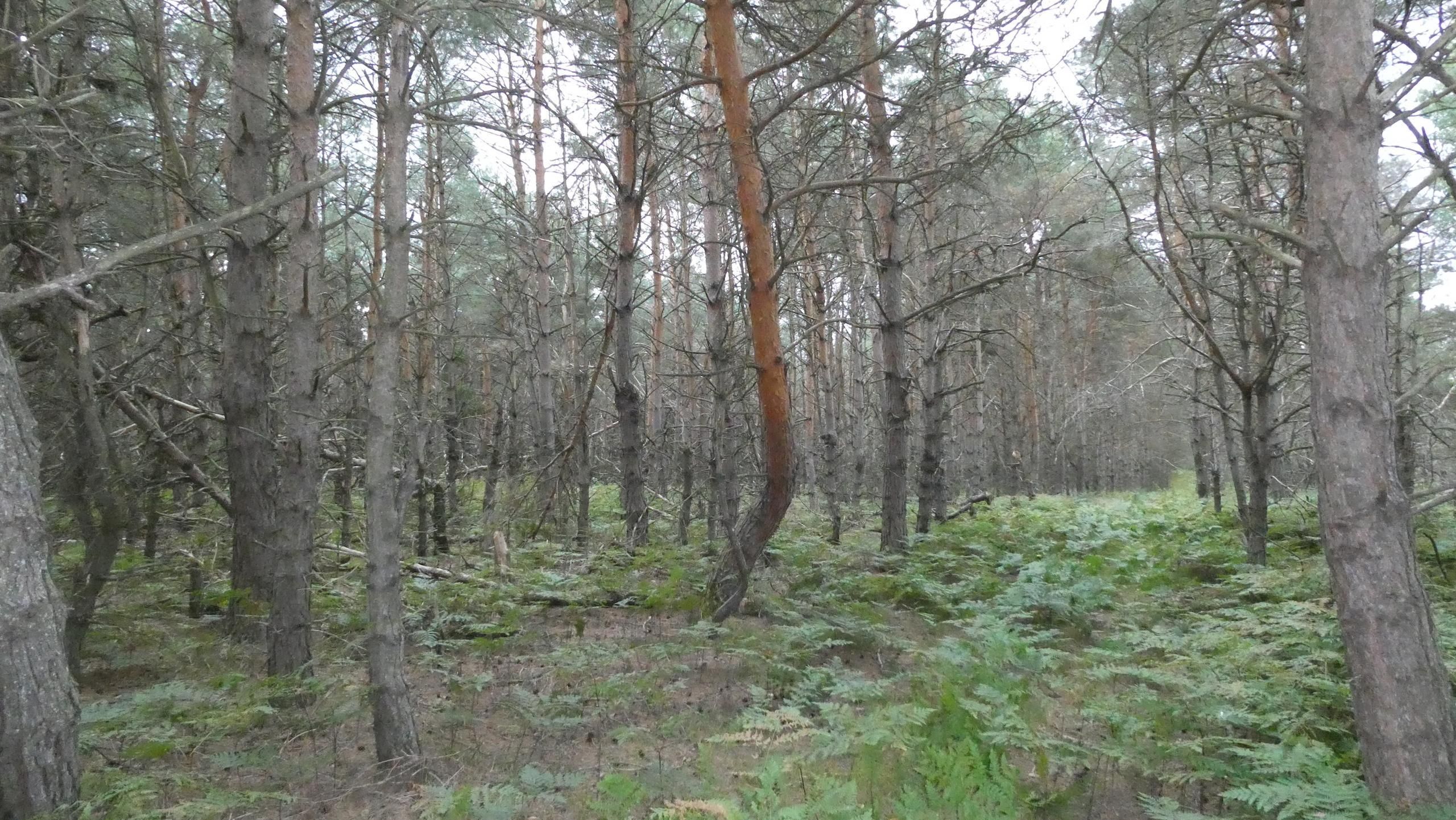 Leroy, Osceola County, MI Recreational Property, Timberland Property