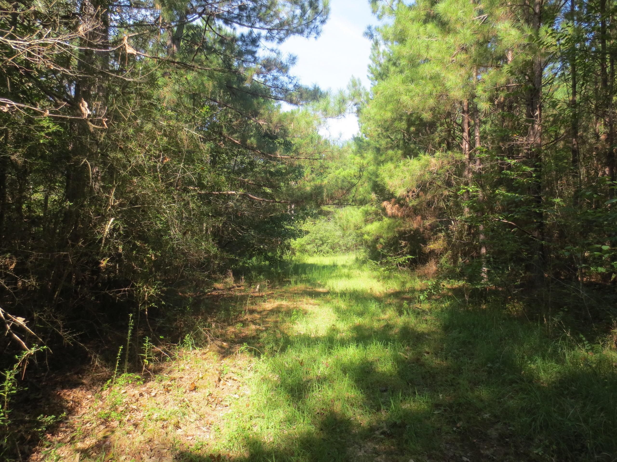 Columbia, Marion County, MS Recreational Property, Timberland Property