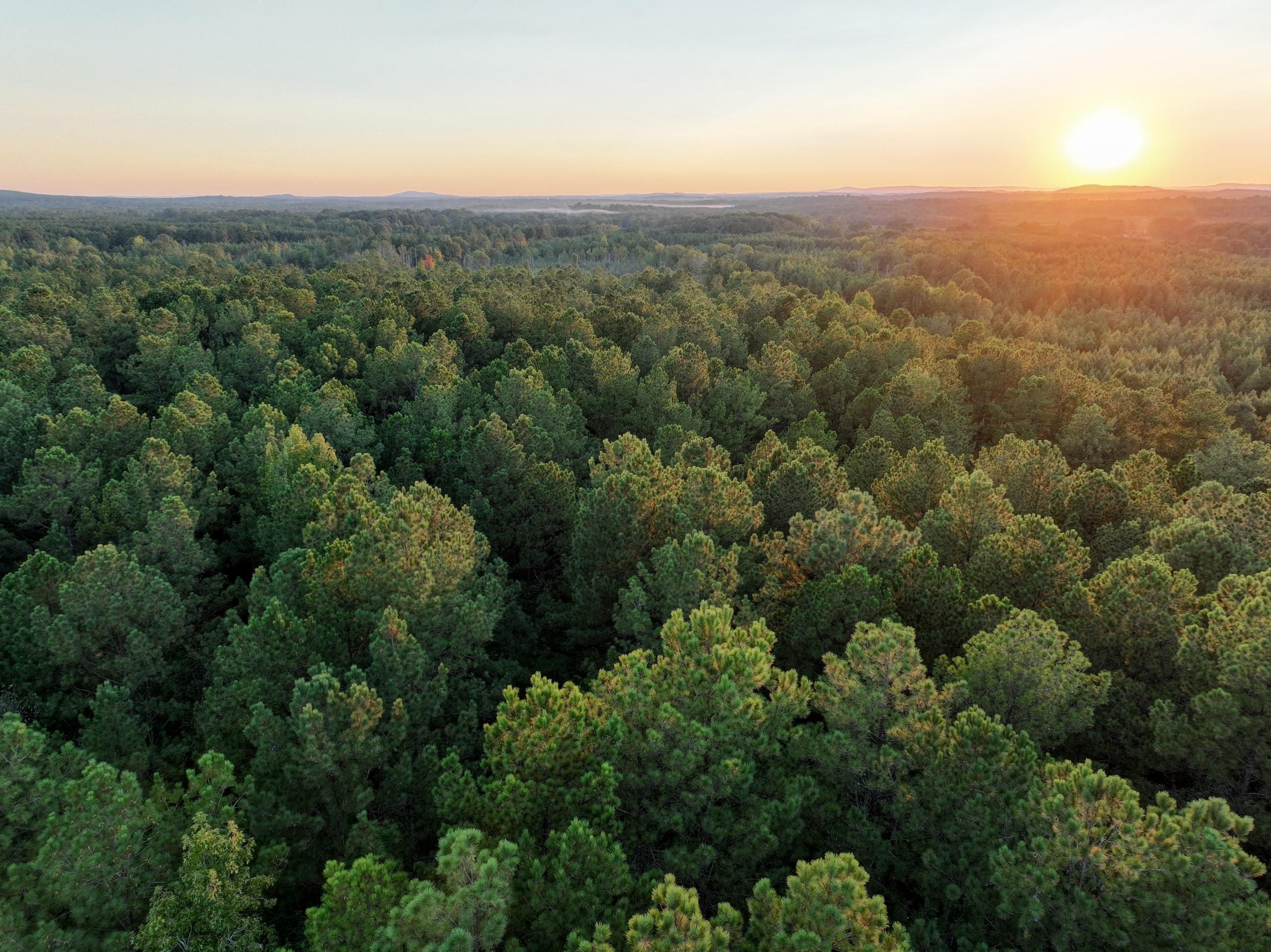 Talladega, Talladega County, AL Recreational Property, Timberland