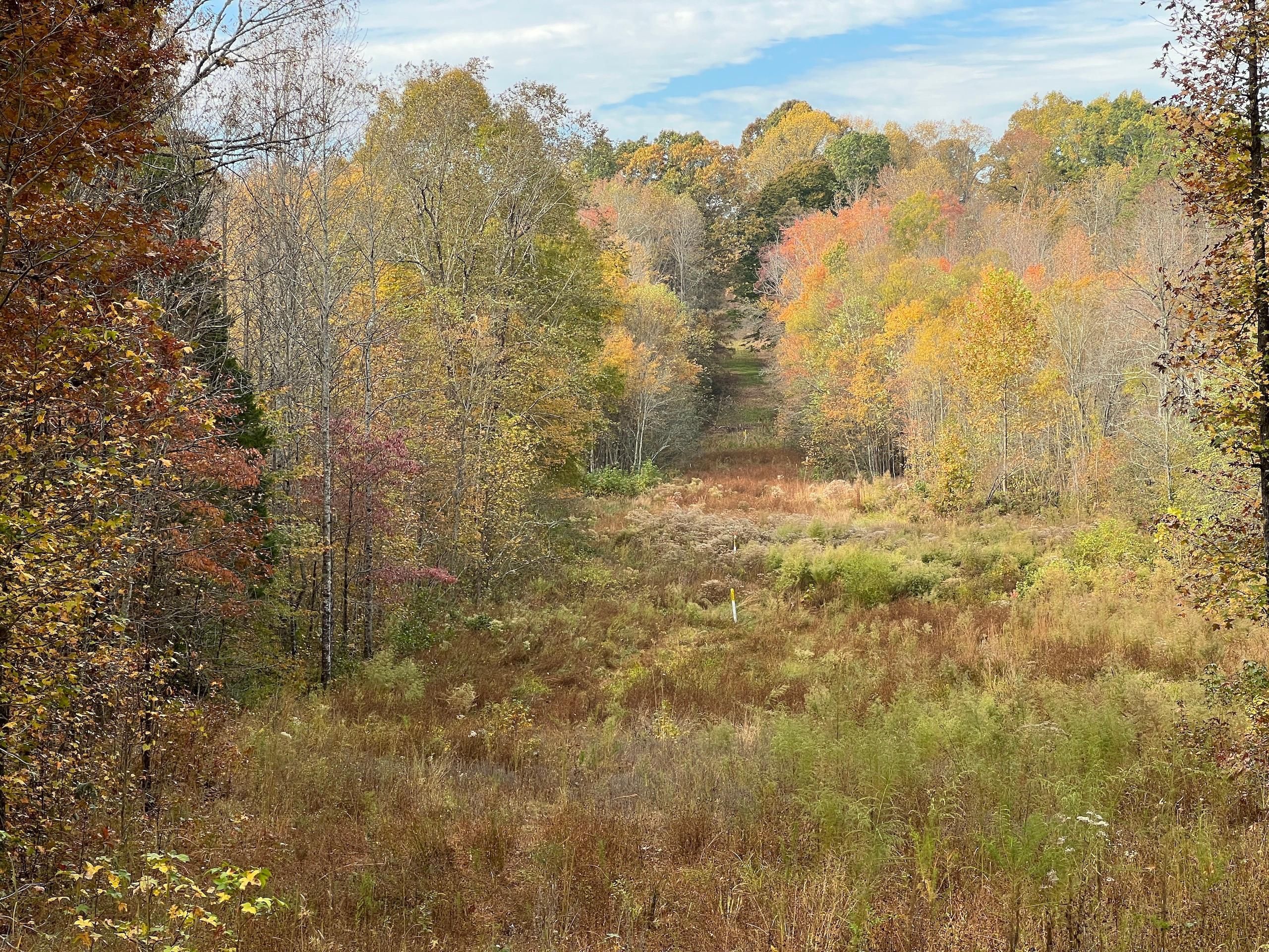 Bethel Springs, McNairy County, TN Recreational Property, Timberland