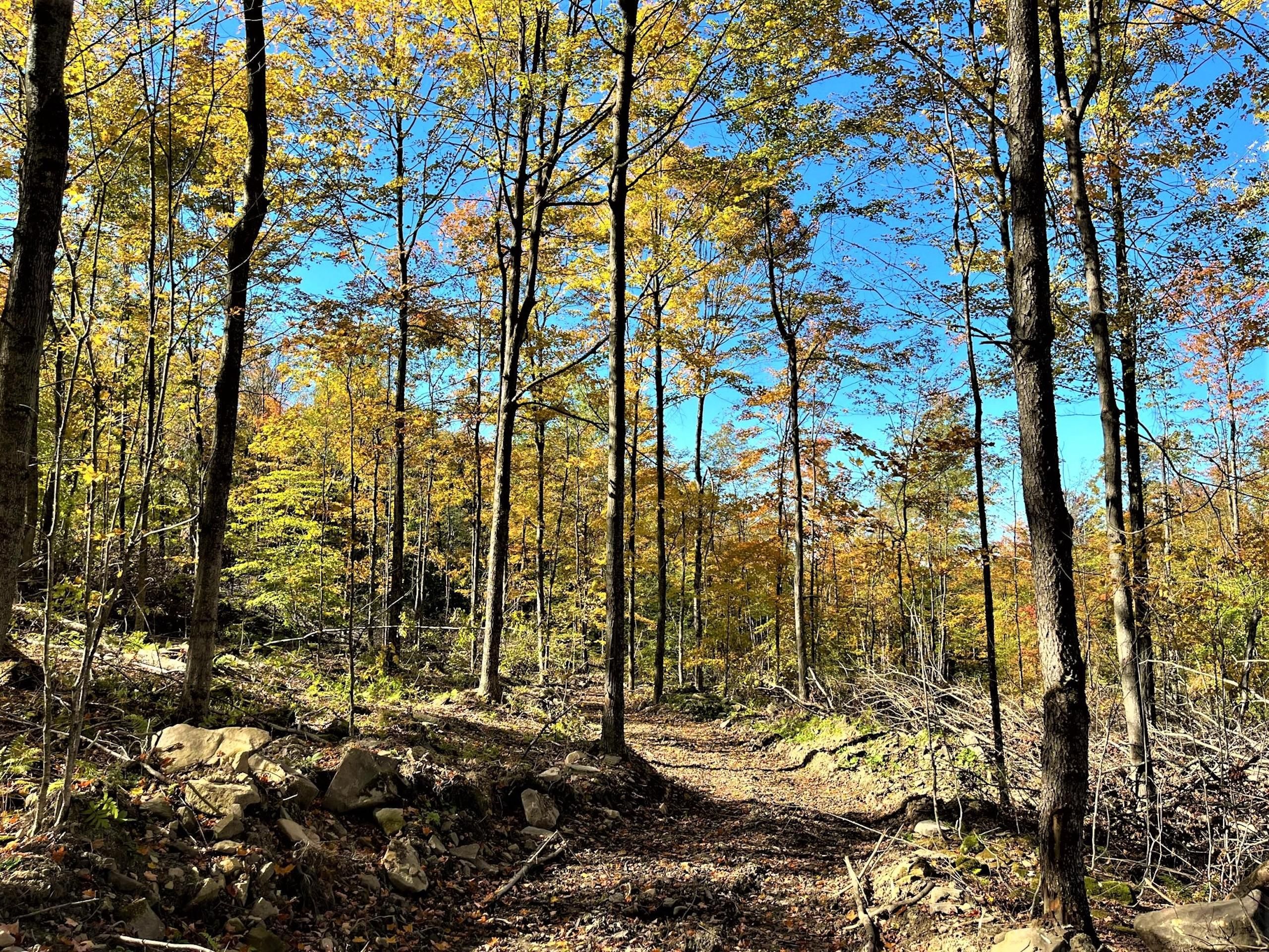 Little Valley, Cattaraugus County, NY Recreational Property, Timberland