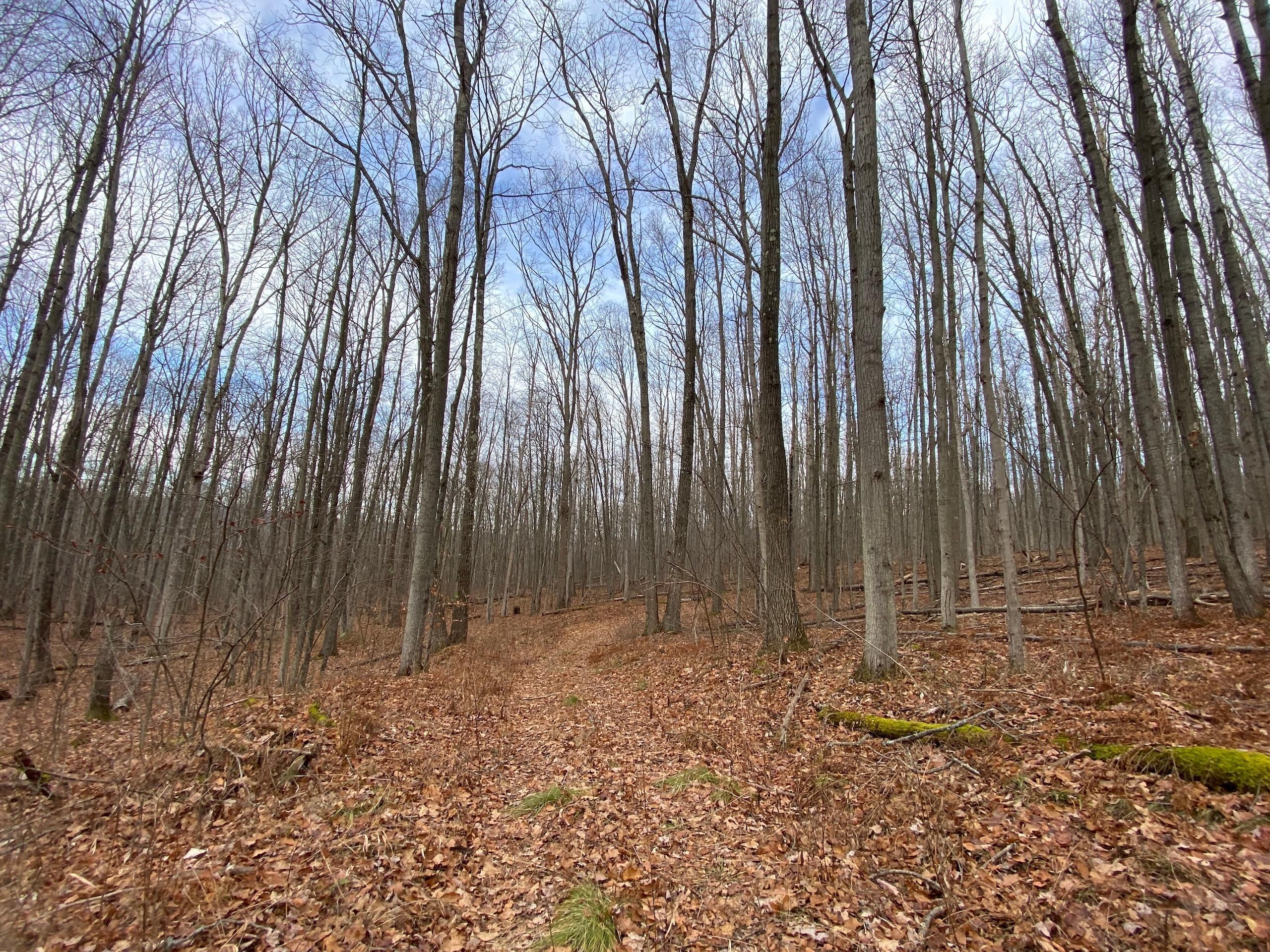 9519 Welty Road, Lindley, NY 14858 LandWatch