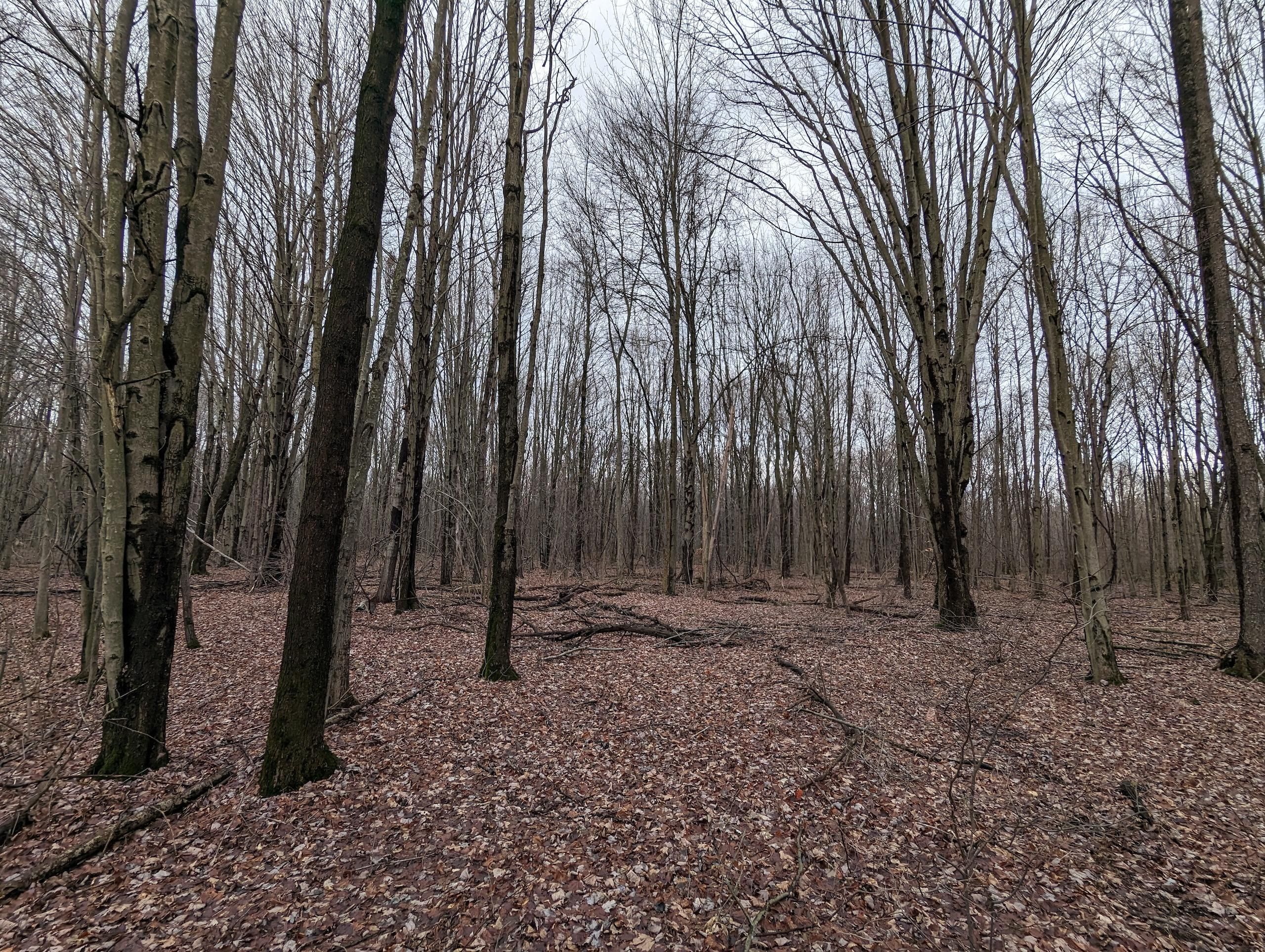Andover, Ashtabula County, OH Recreational Property, Timberland Property, Hunting Property for