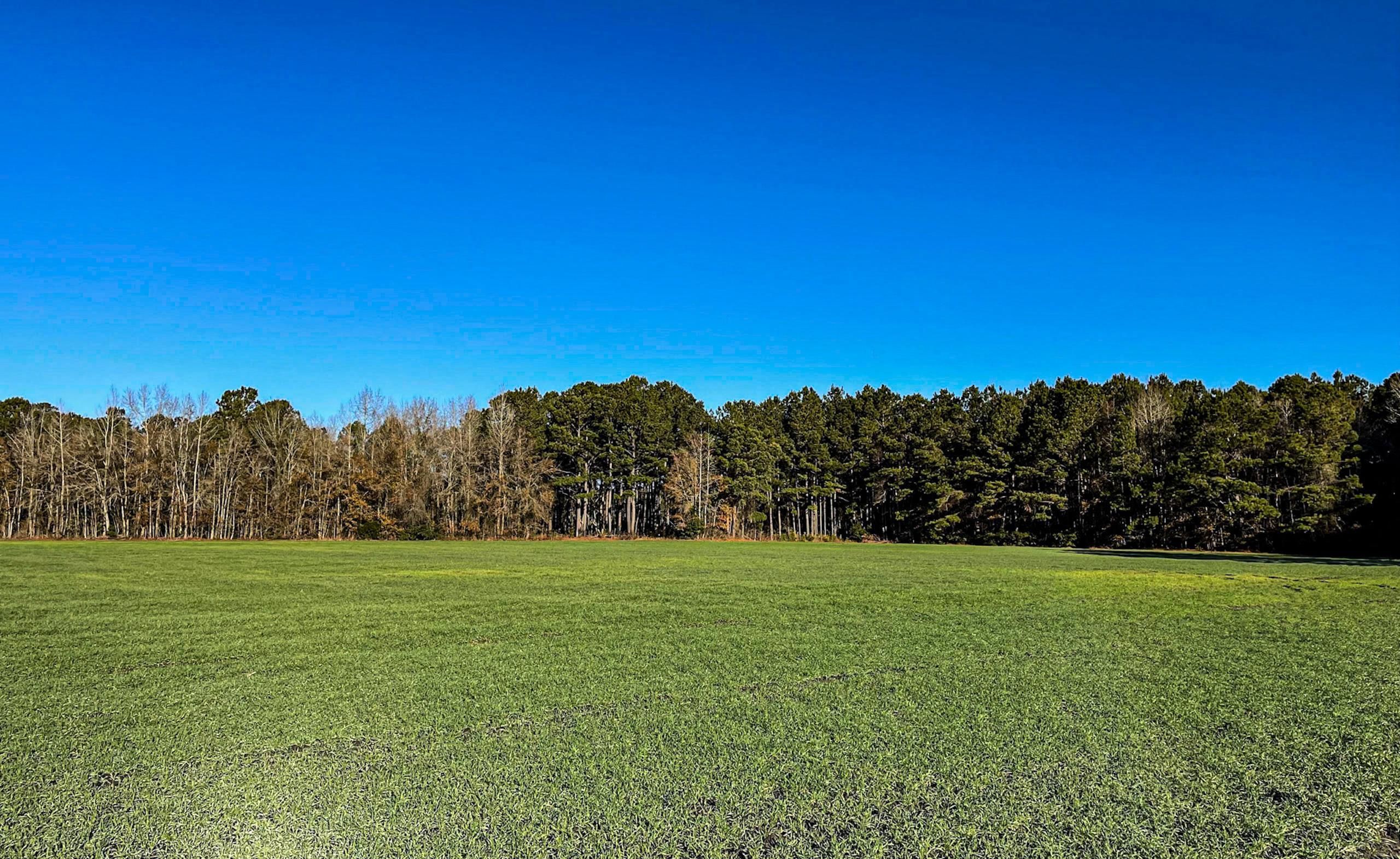 Mullins, Marion County, SC Recreational Property, Timberland Property, Hunting Property for sale